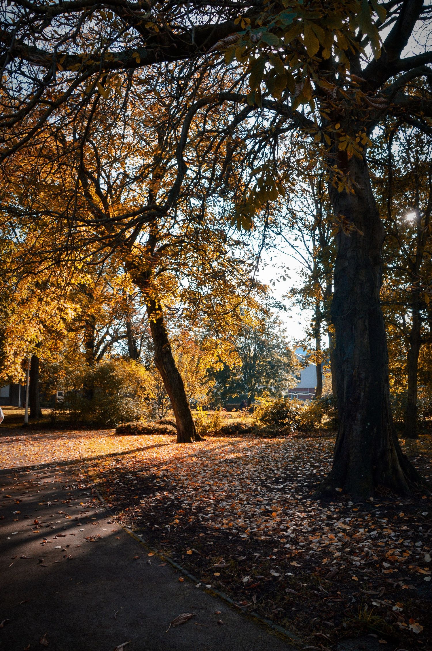 Autumn pathway through park with fallen leaves and golden sunlight filtering through trees.