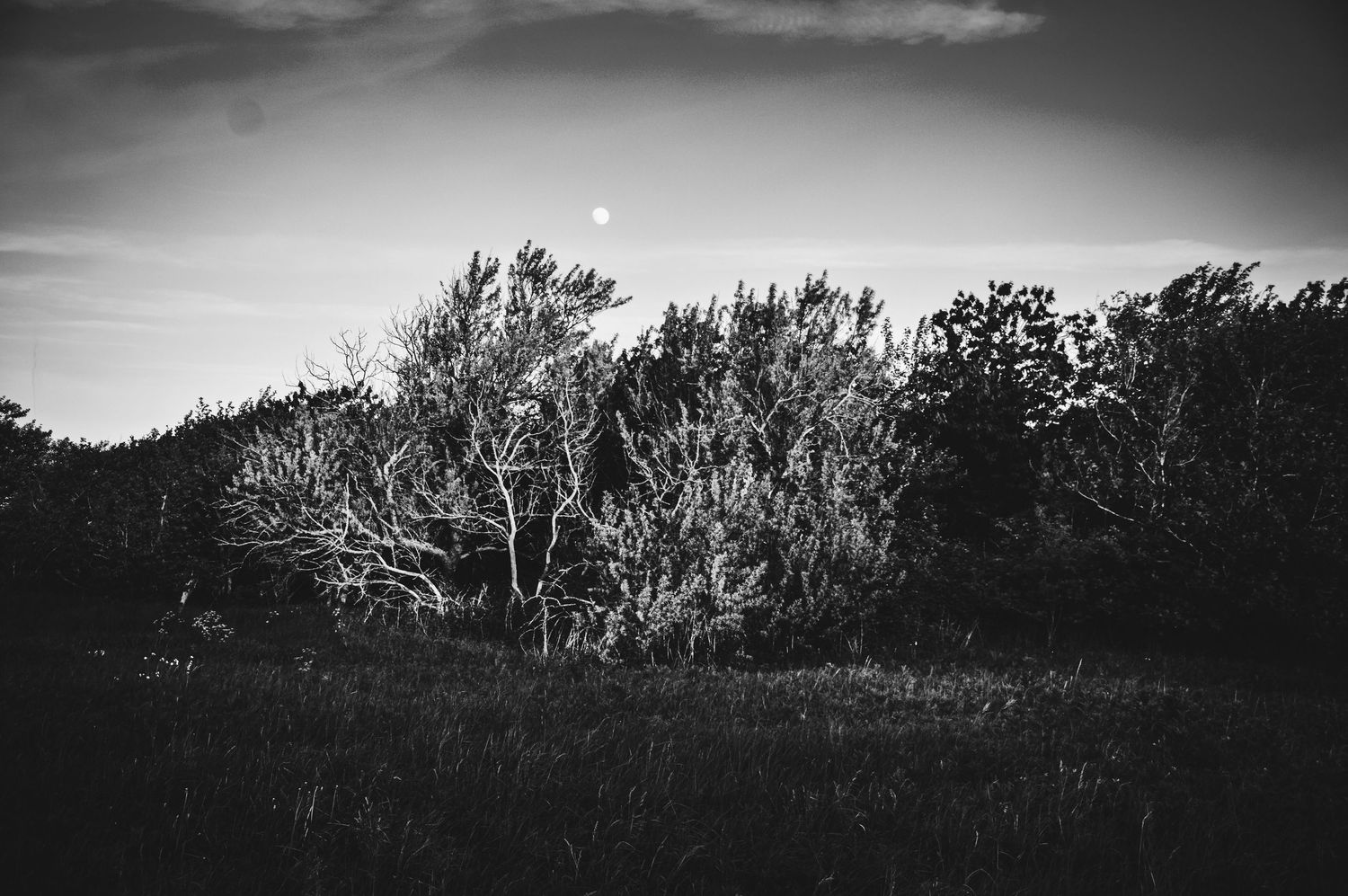 Dramatic black and white panoramic landscape with clouds and treeline.