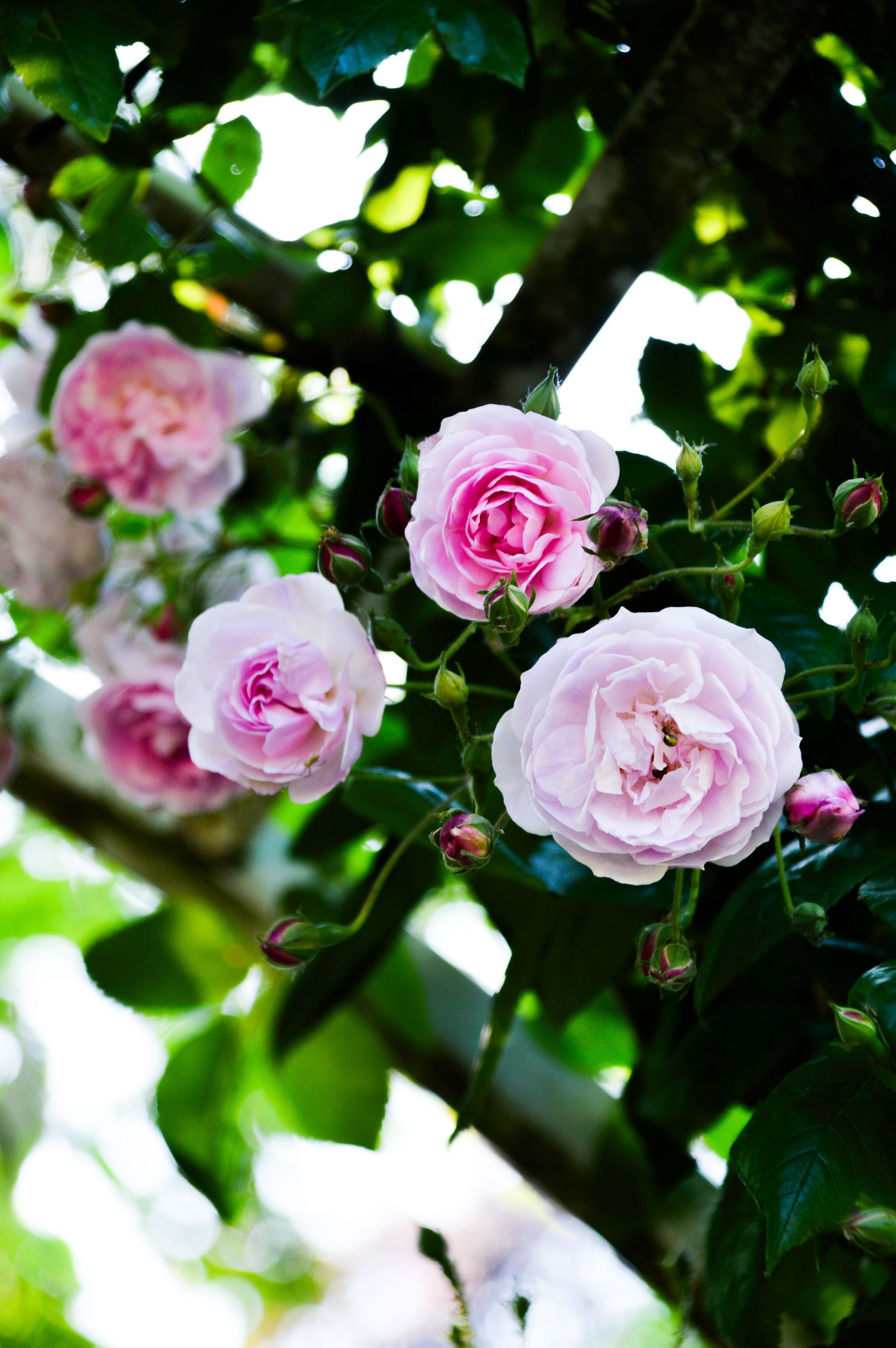 Delicate pink roses blooming on branches with soft bokeh green background.