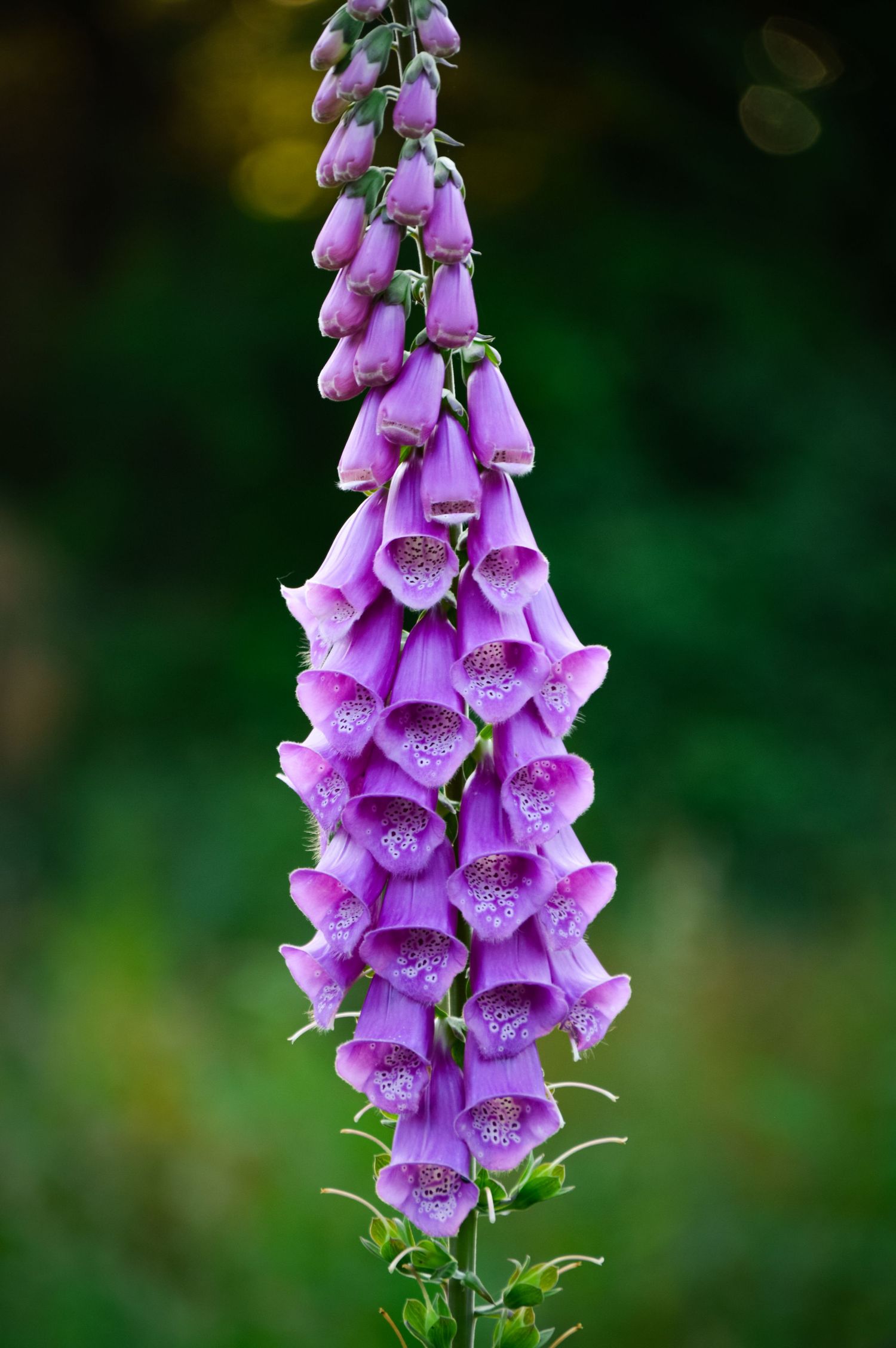 Purple foxglove flowers bloom in a vertical spike against a dark blurred background.