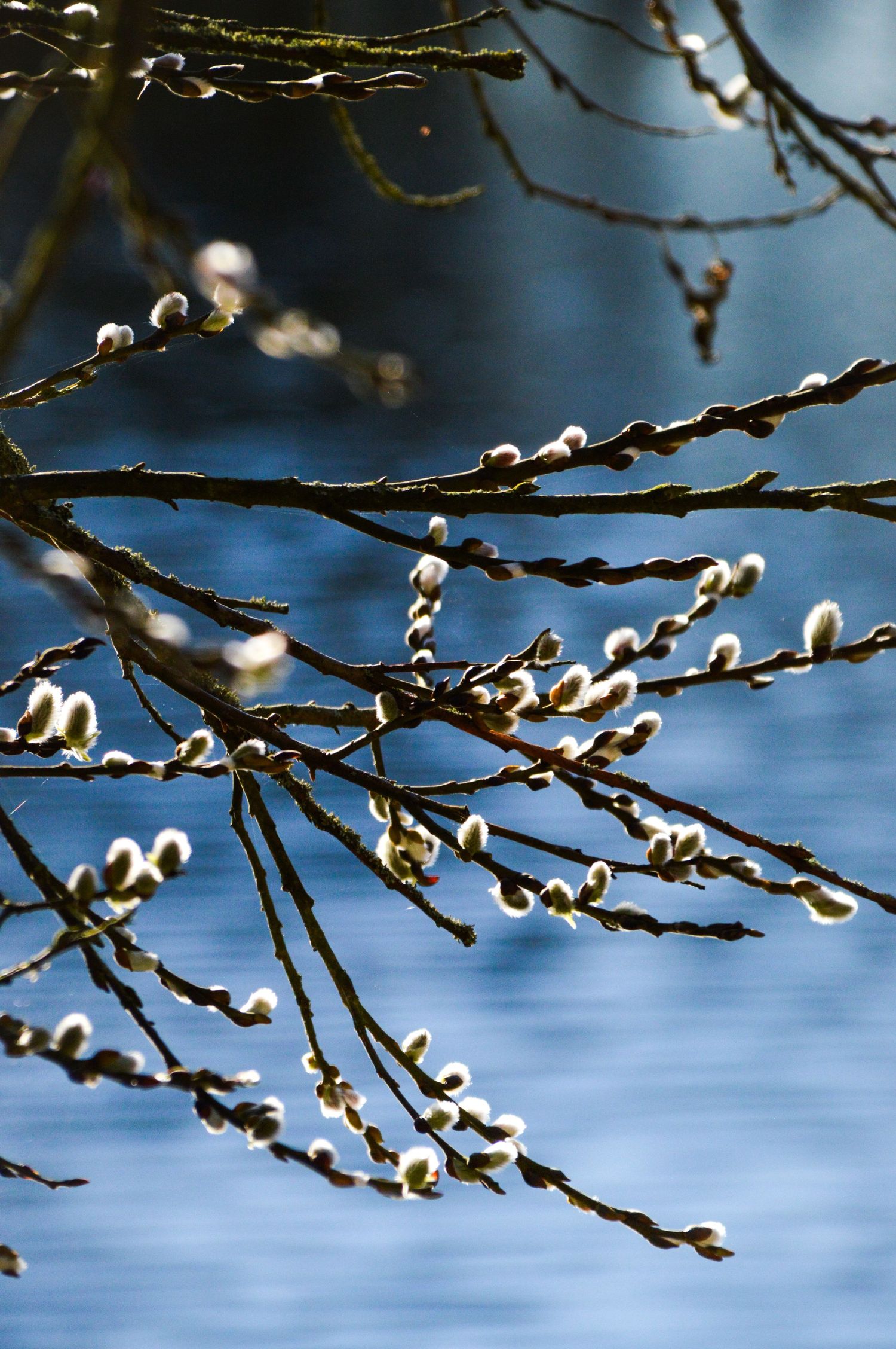 Pussy willow branches with fuzzy white buds against blue water background.