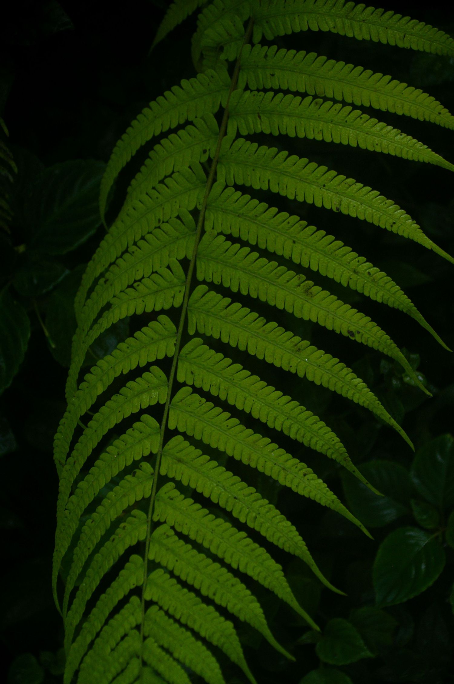 Close-up of a vibrant green fern frond with symmetrical leaflets.
