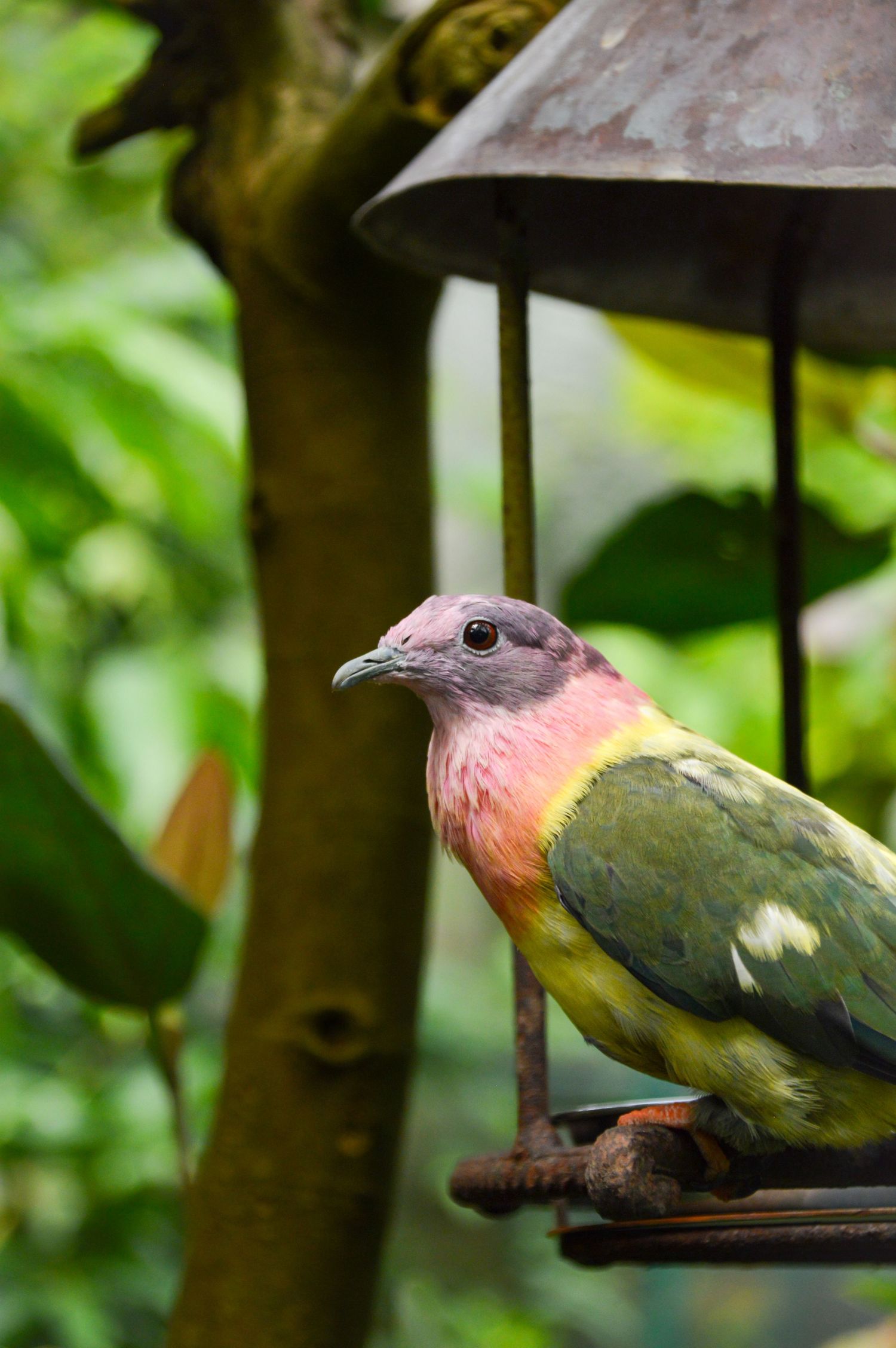 Pink and green tropical bird resting on a bird feeder in a lush garden setting.