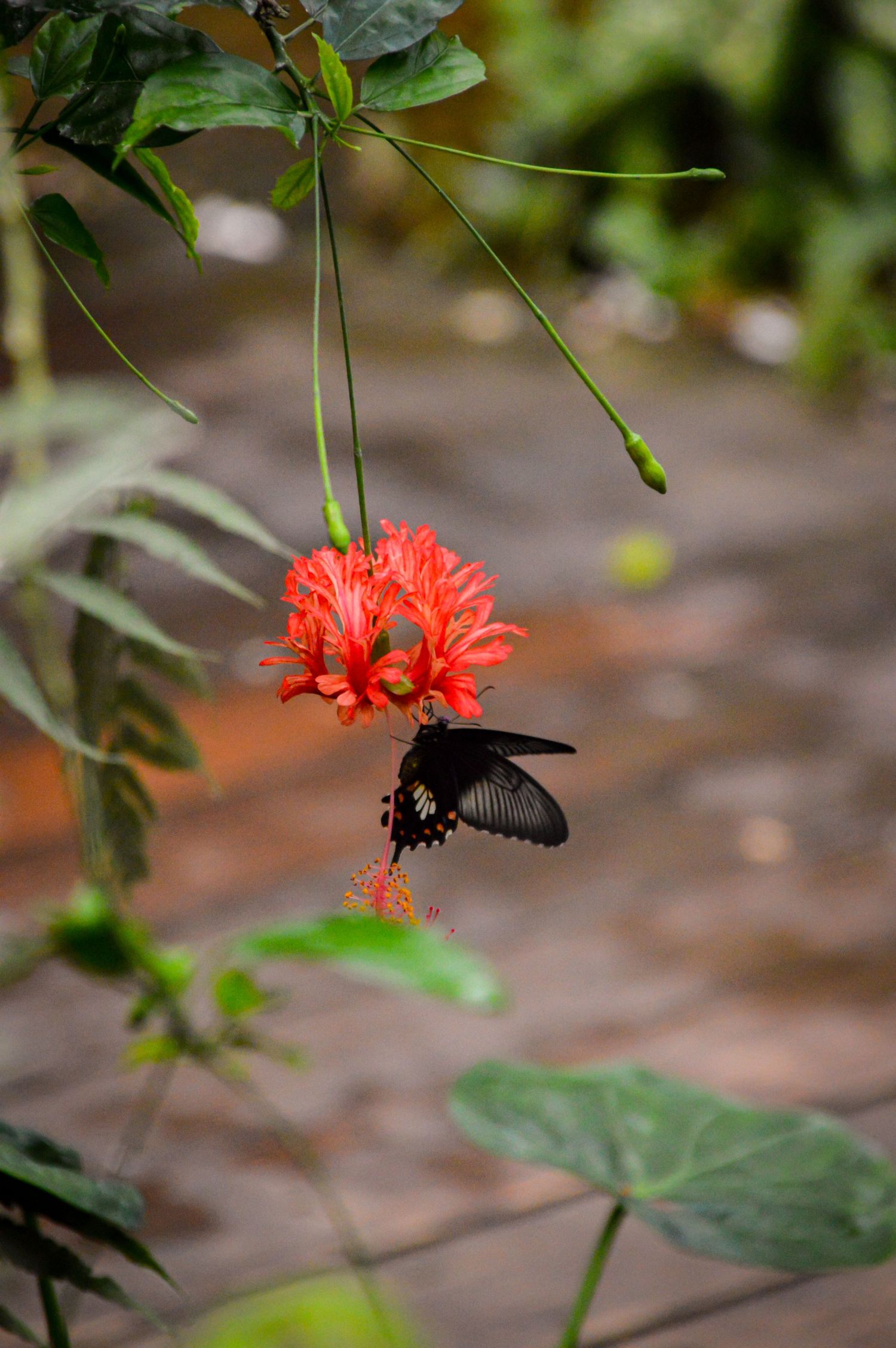 A black butterfly approaches a vibrant red flower in a garden setting.