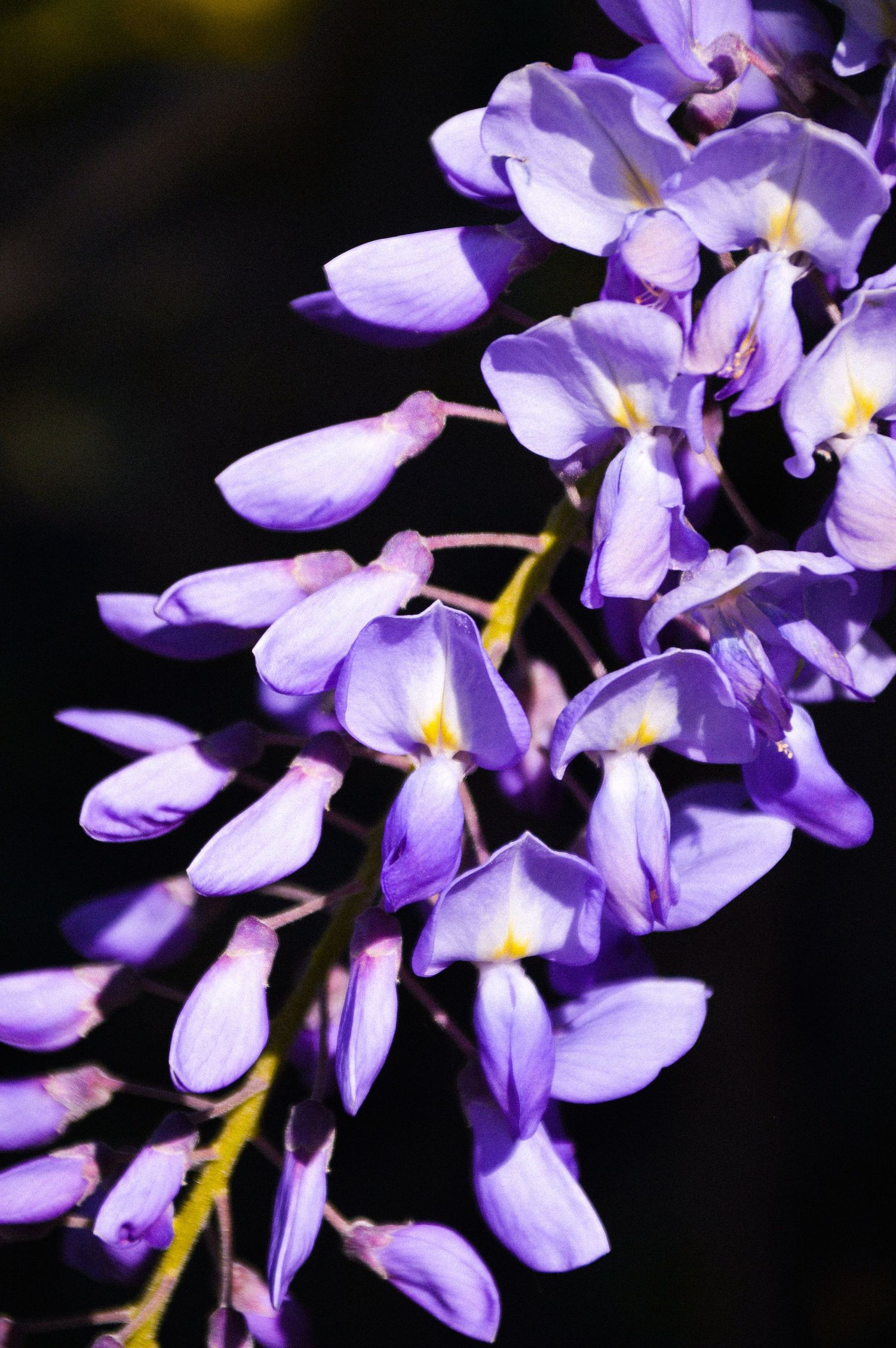 Close-up of lavender wisteria flowers with yellow centers against black background.