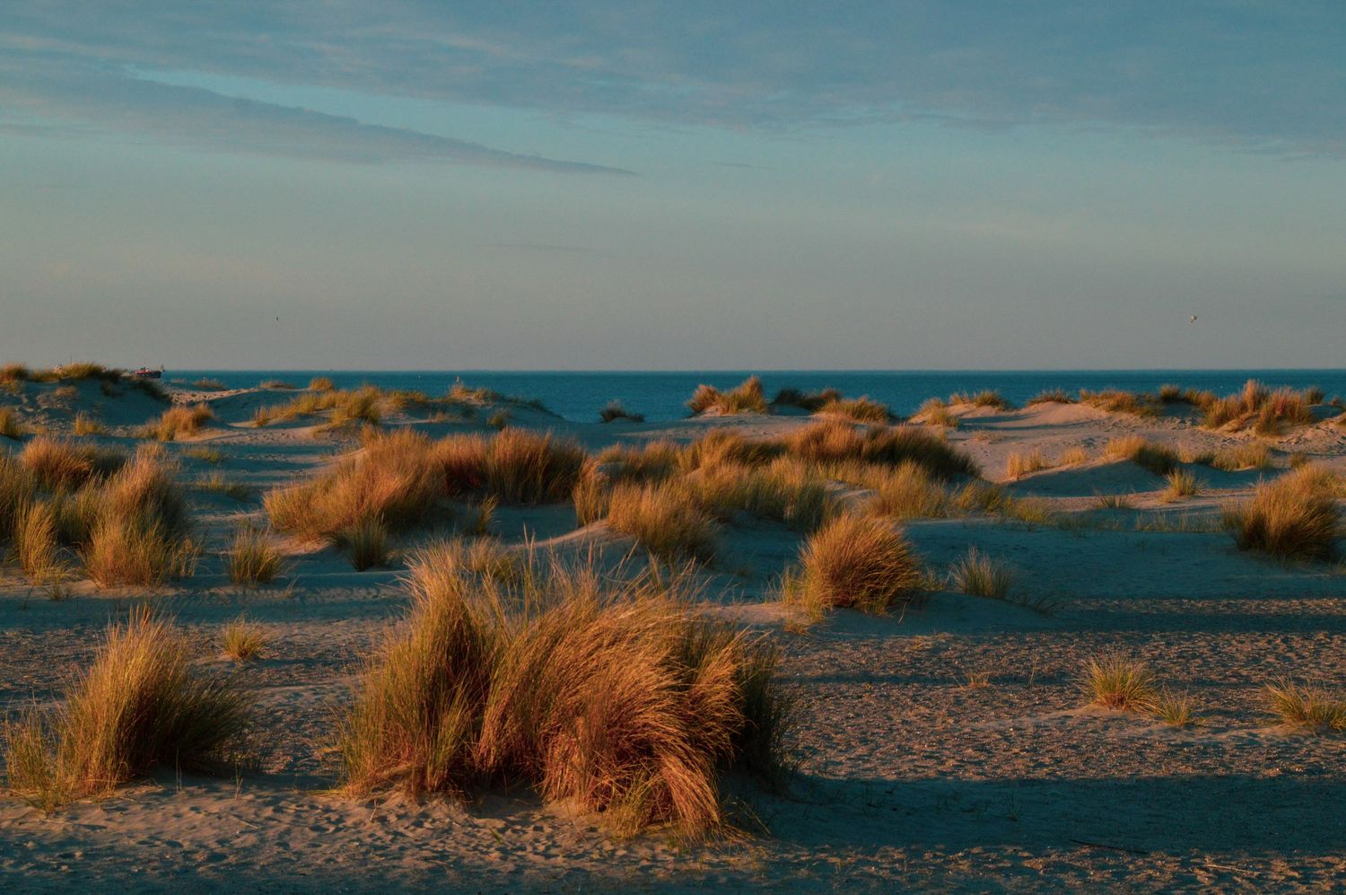 Coastal sand dunes with golden beach grass against a blue sky at sunset.