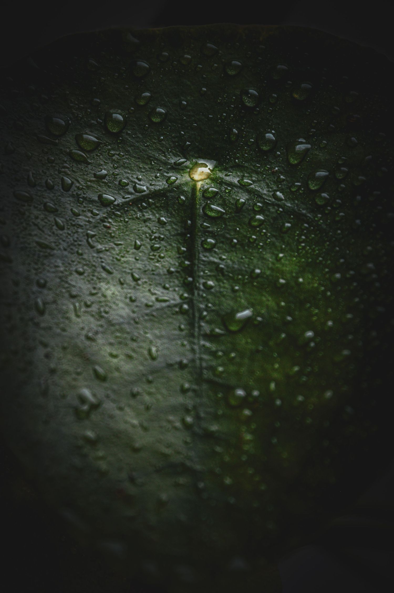 Water droplets on a dark glass surface create an abstract pattern with bokeh effect.