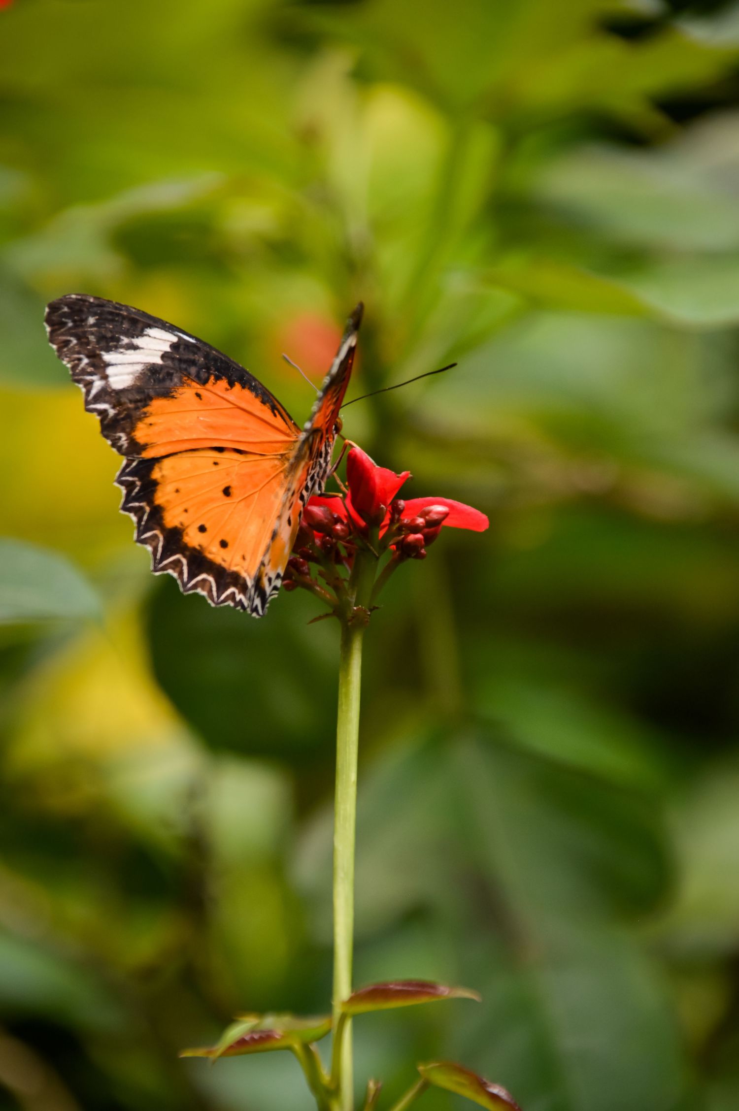 Orange and black butterfly perched on red flower against blurred green background.
