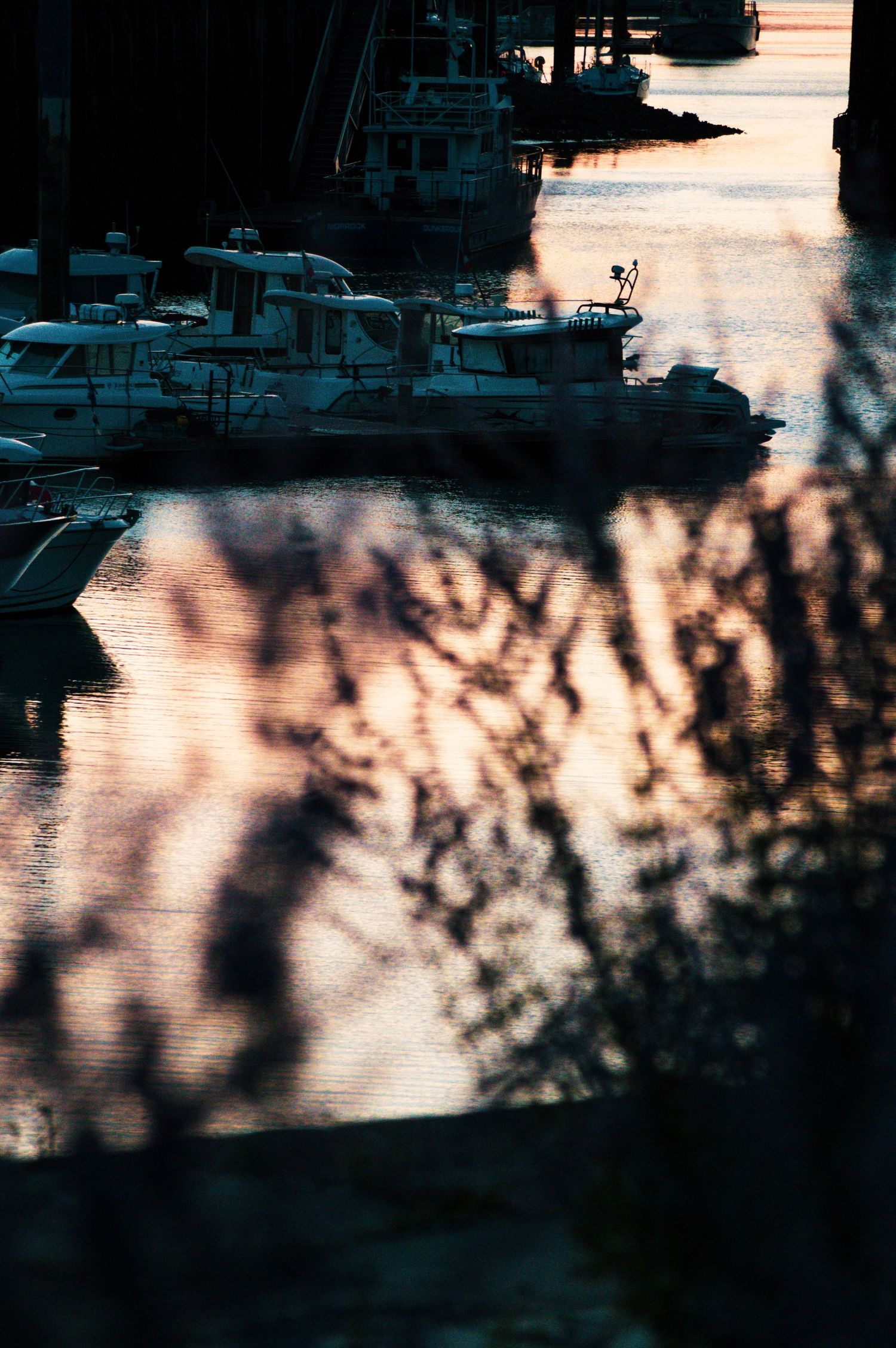 Boats moored in a marina at sunset, with warm reflections on calm water and blurred tree branches in foreground.