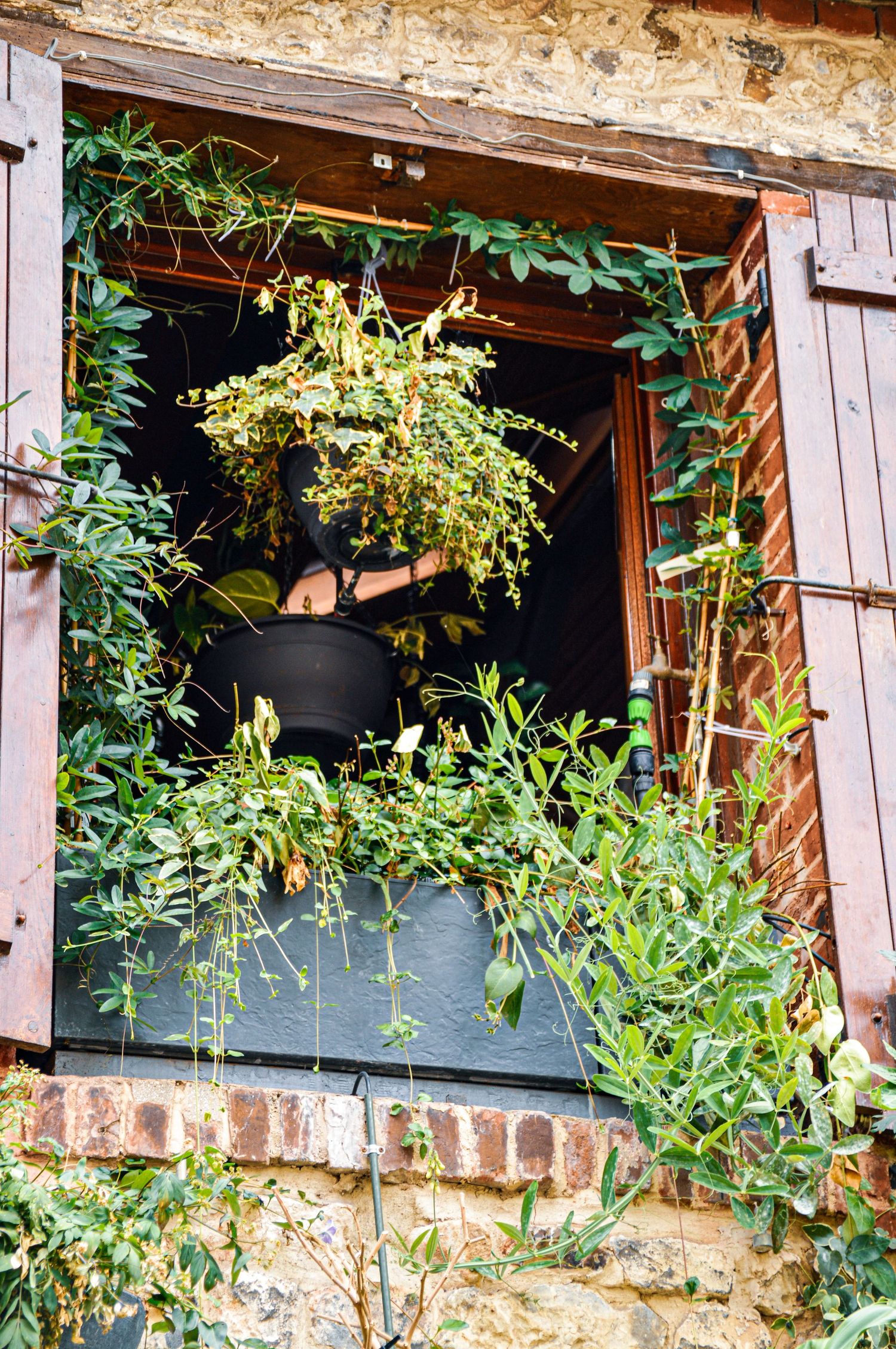 Window boxes overflowing with lush green plants on rustic building facade.