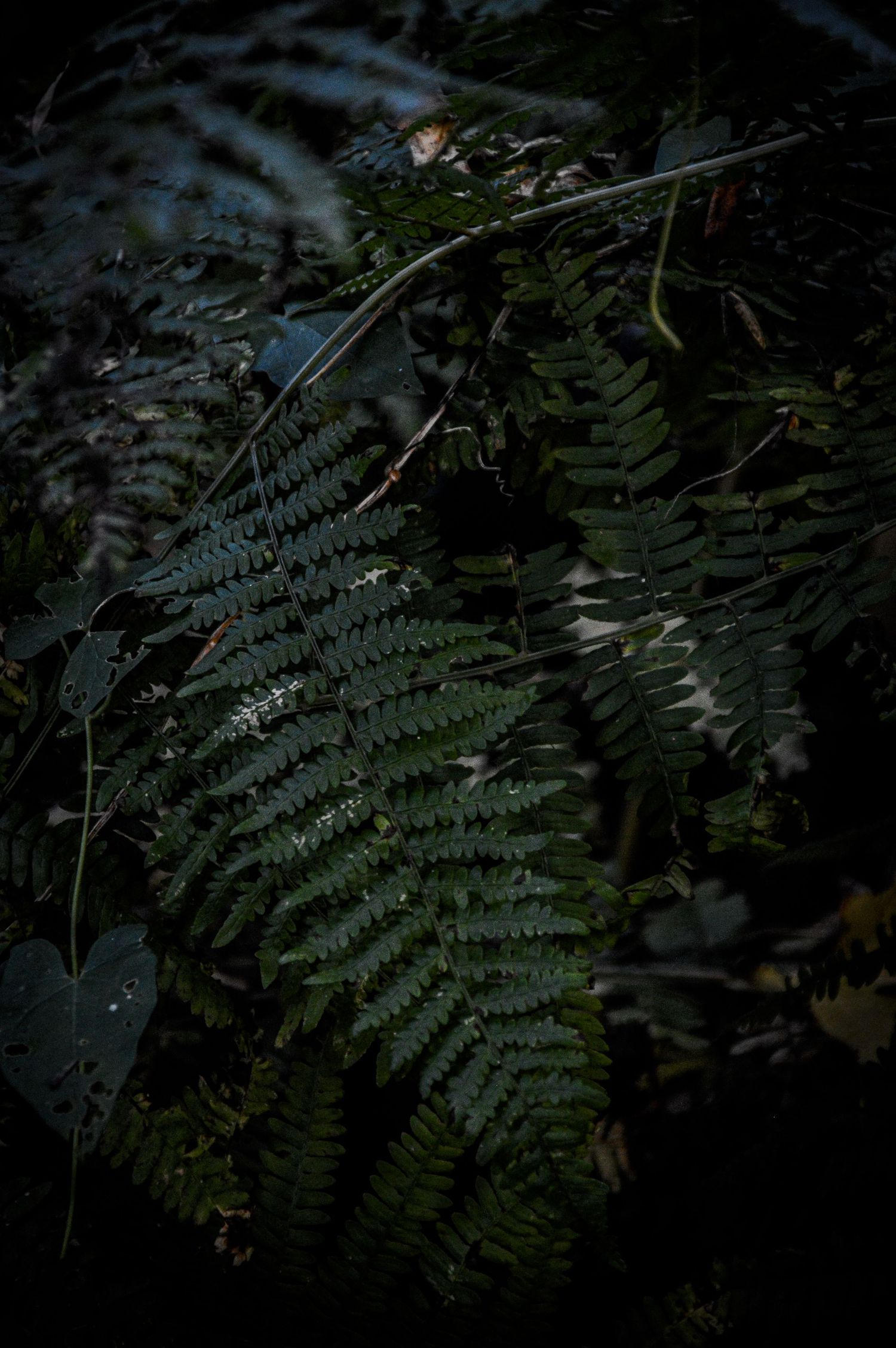 Dark moody close-up of fern leaves in a forest setting.