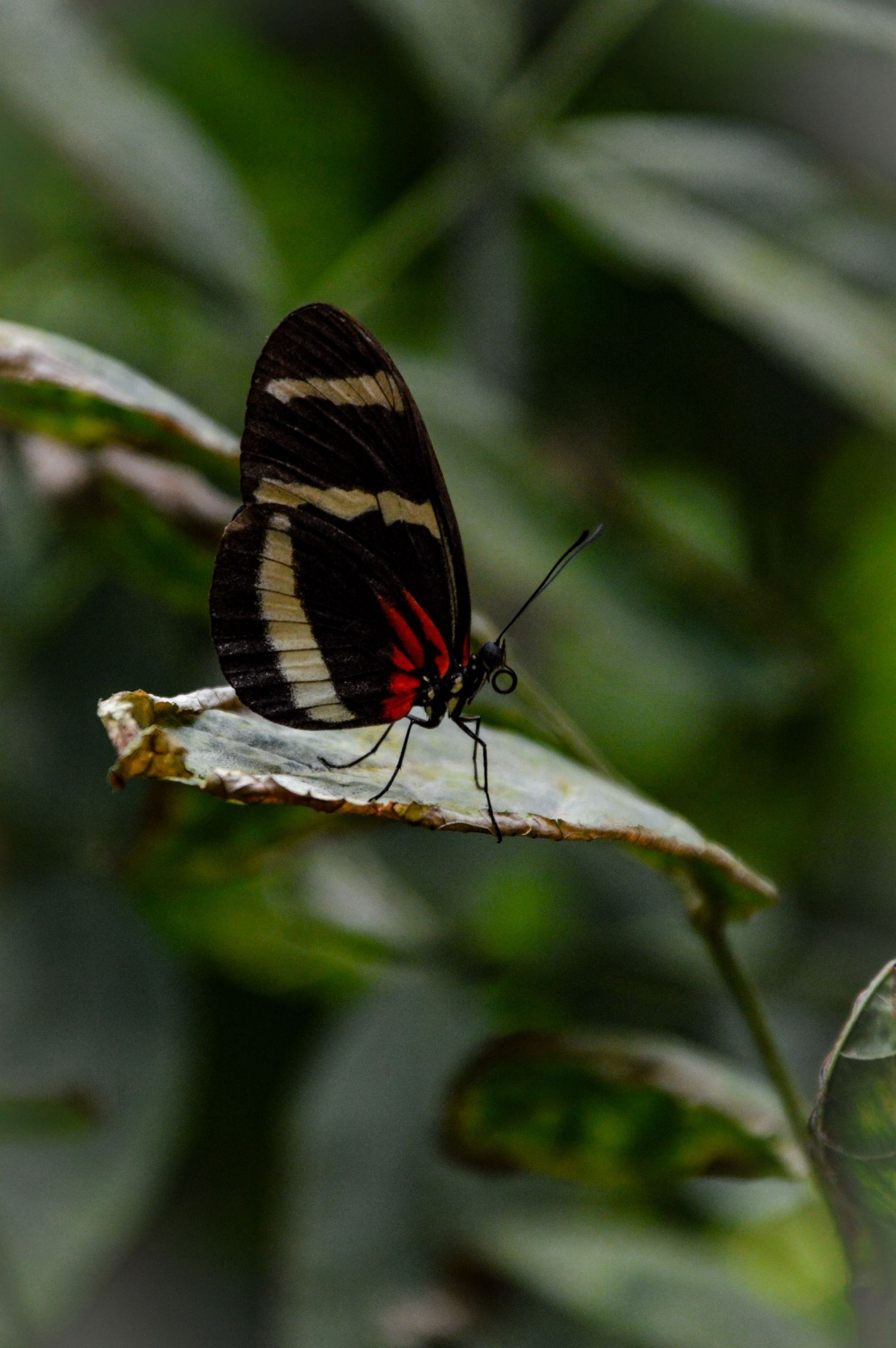 Black and white butterfly perched on a light-colored branch against a blurred background.