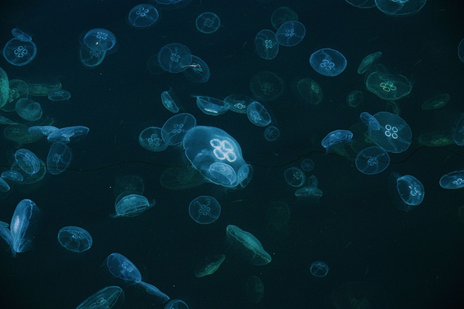 Glowing moon jellyfish swarm in dark ocean waters, their translucent blue bodies illuminated in an ethereal underwater scene.