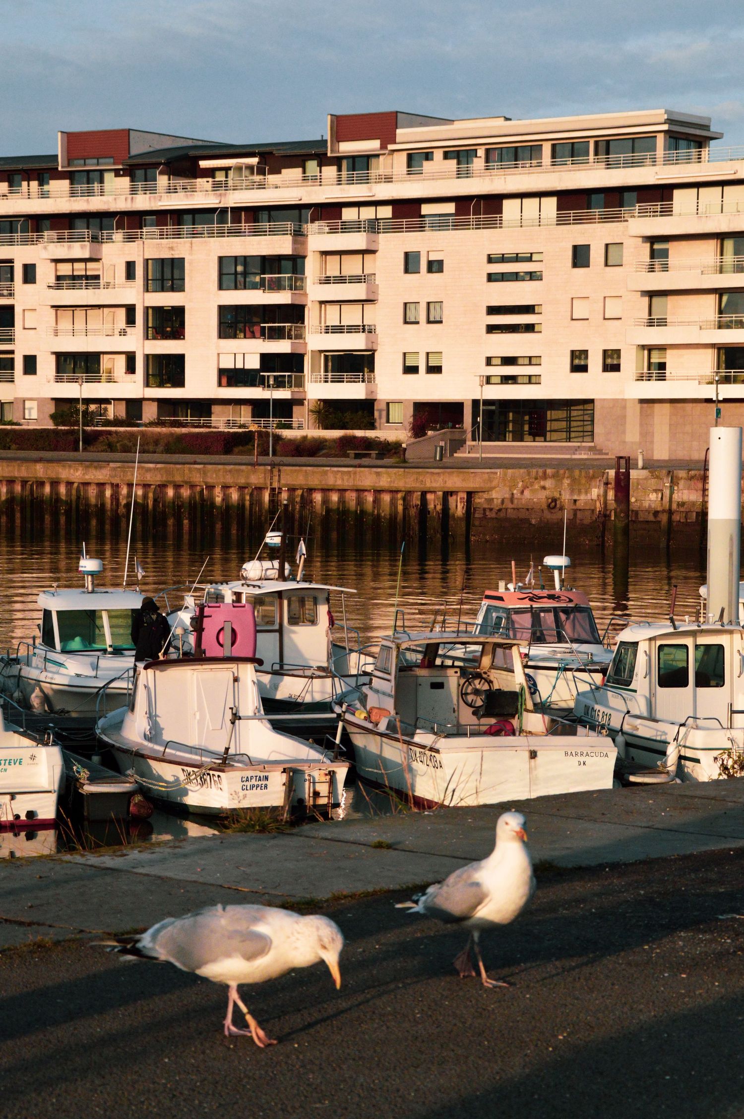 Seagulls walking along waterfront with boats and apartment buildings in background.