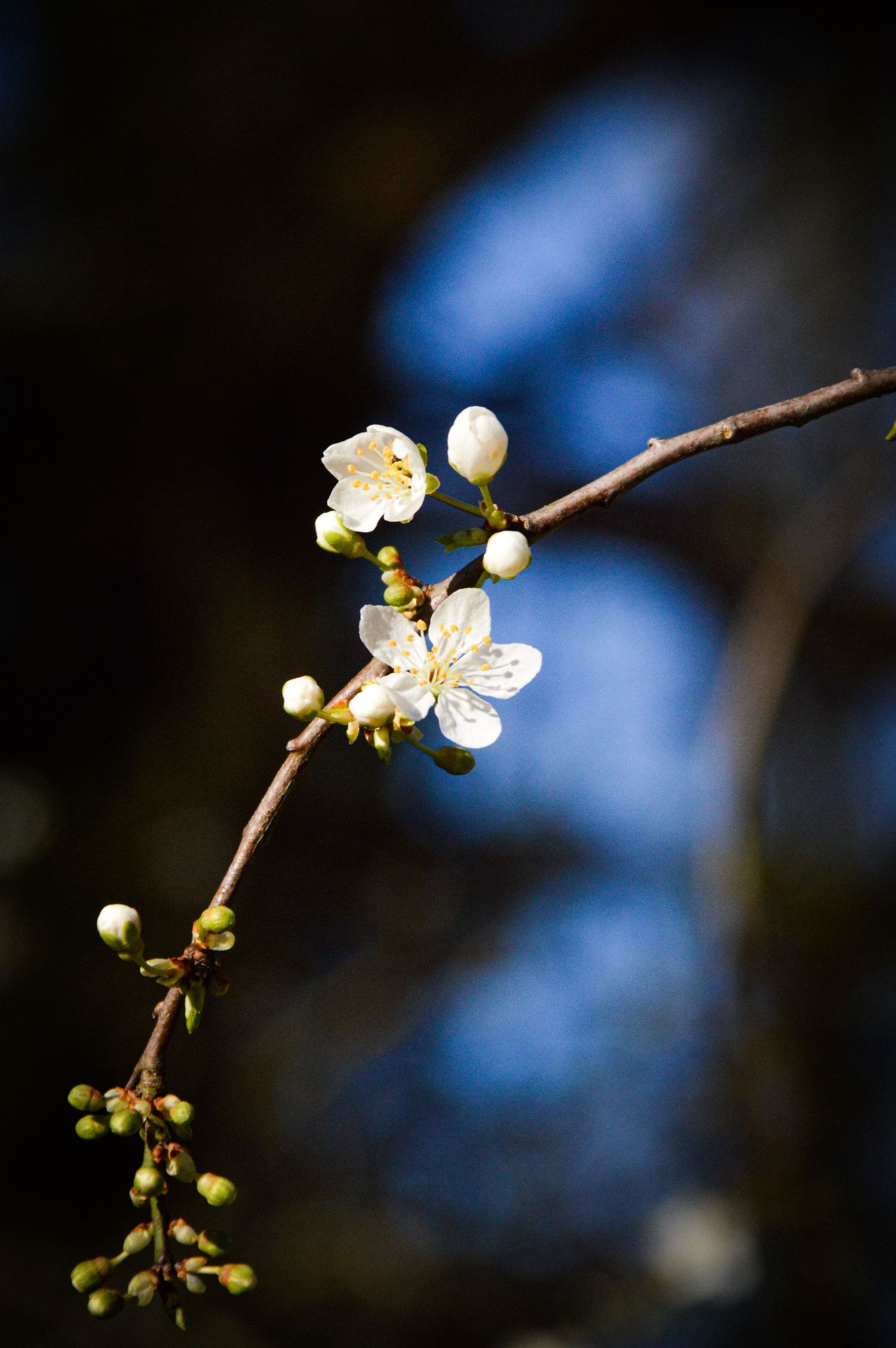Macro shot of white spring flower buds and blossoms with blurred background.