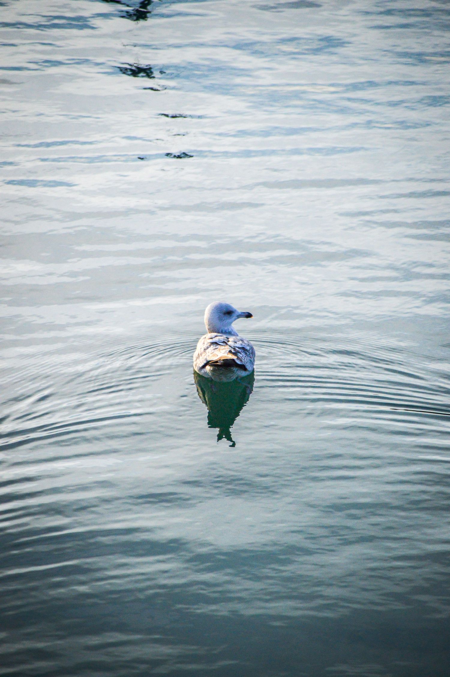 Seagull floating on rippling blue water surface.