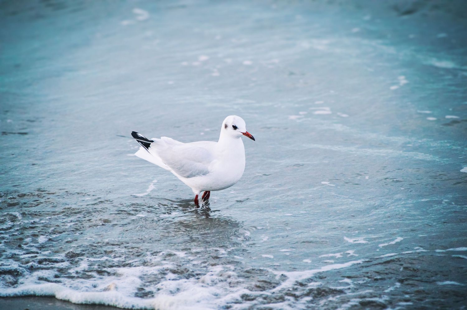 A white seagull stands in shallow turquoise water on a cloudy day.