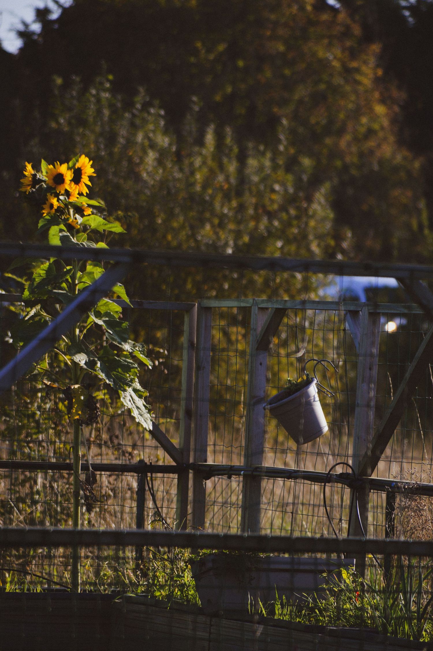 Sunflower growing beside a rustic wooden fence in late afternoon light.