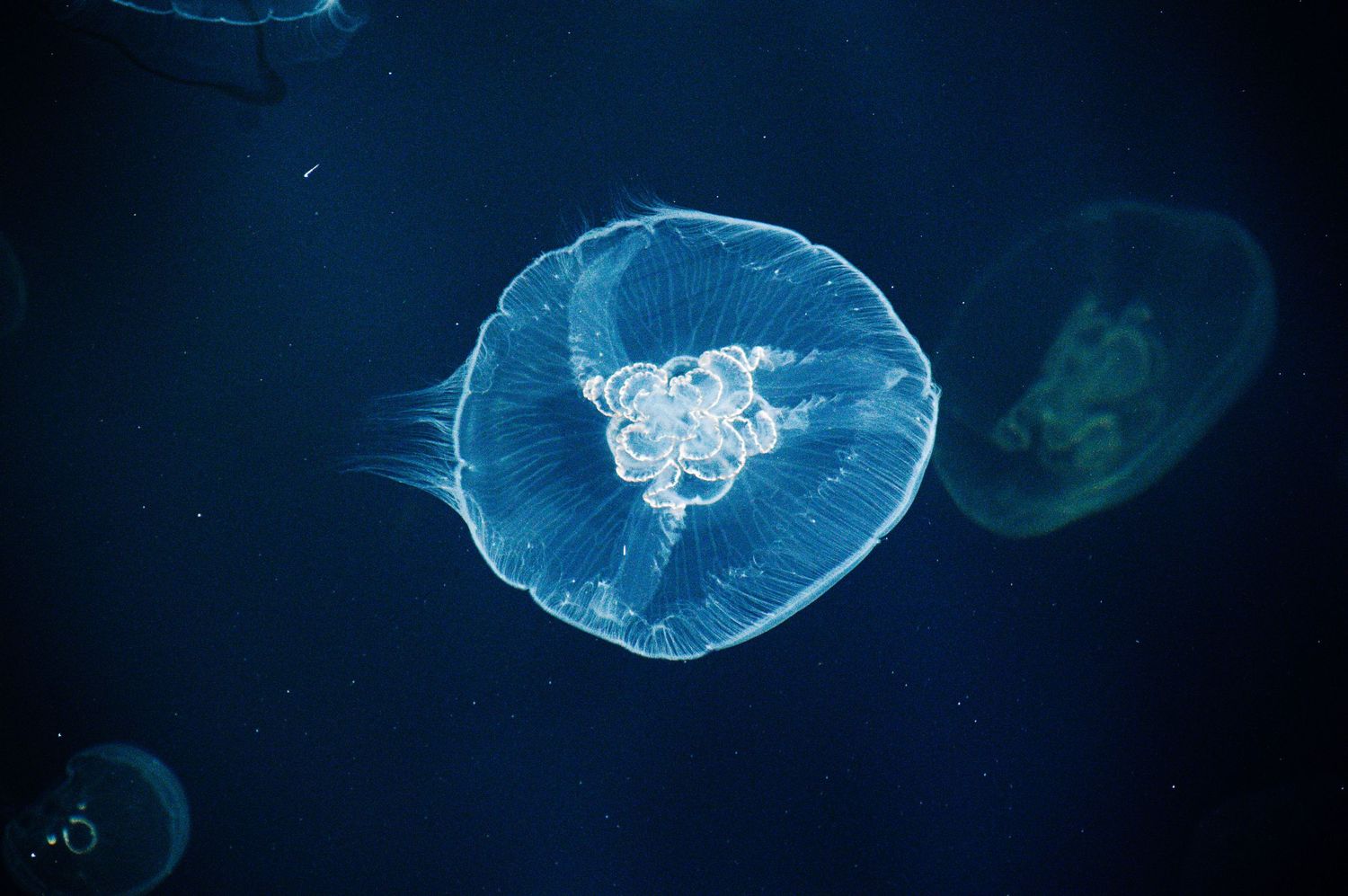 Glowing blue moon jellyfish floating gracefully in dark ocean water, showcasing translucent bell and intricate white patterns.