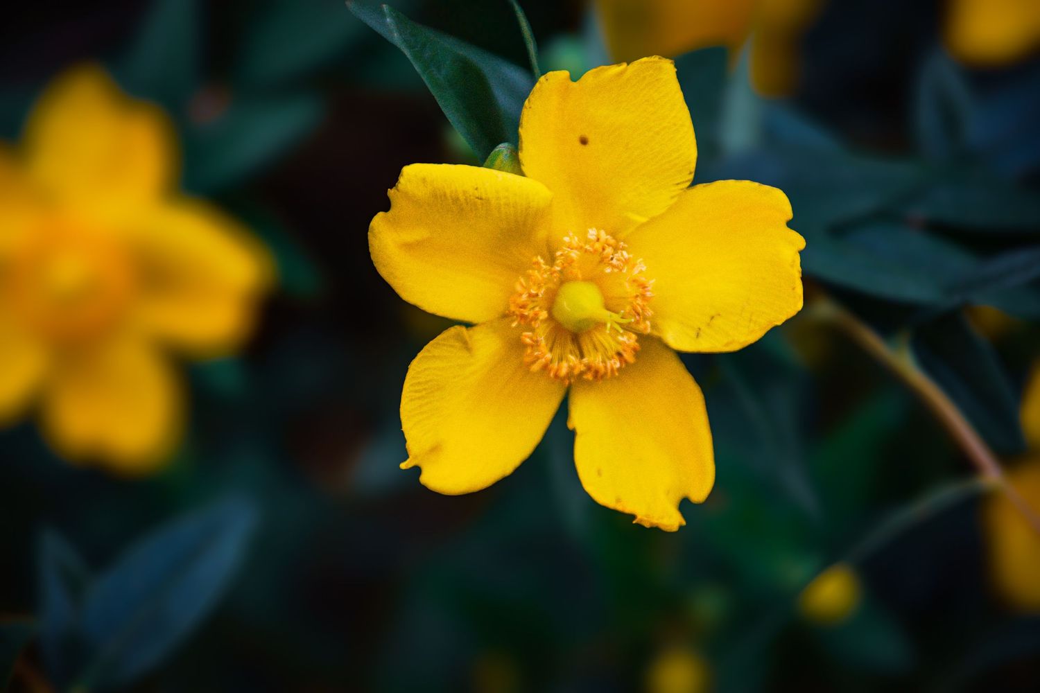 Close-up of a vibrant yellow flower with five petals and a green center, surrounded by lush green foliage.