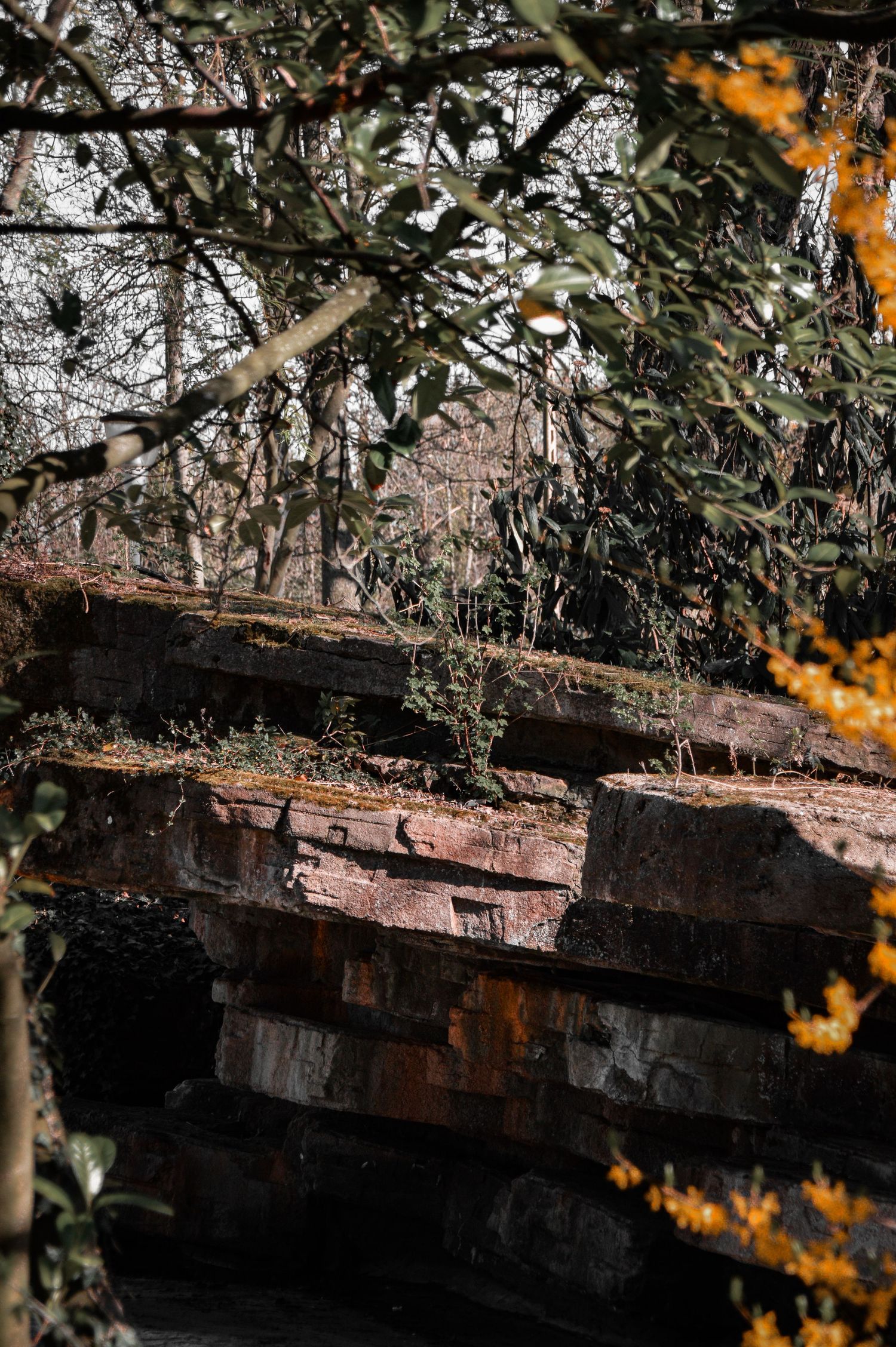 Weathered wooden structure covered in moss and foliage in a forest setting.