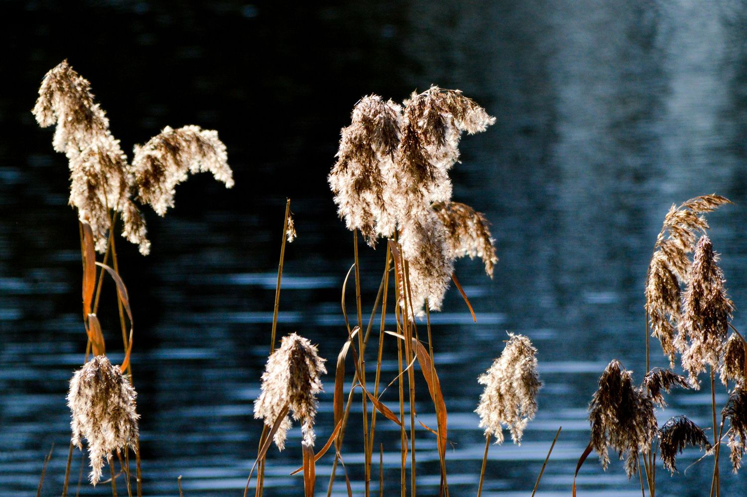 Golden cattails reflected in calm blue water during golden hour.