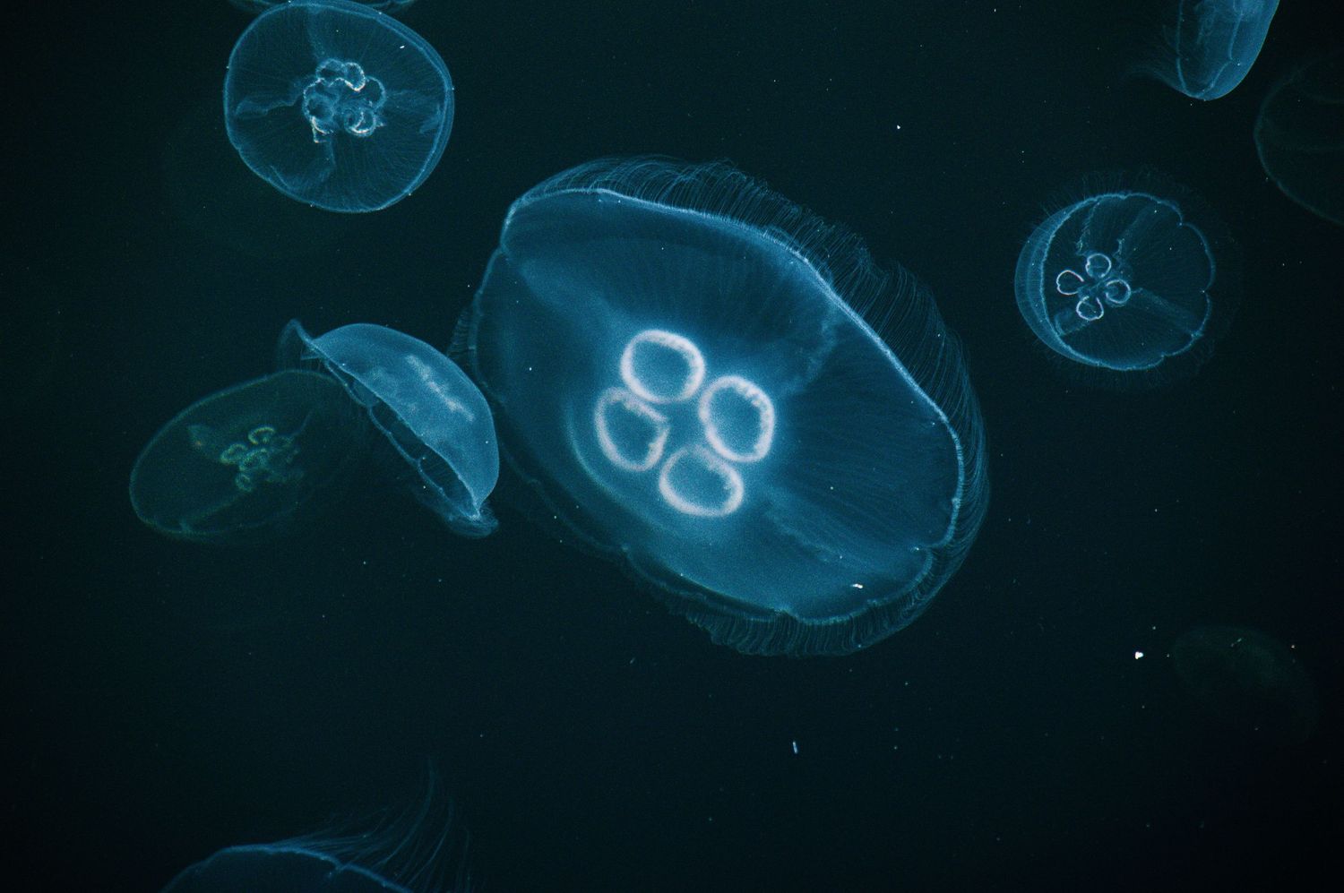 Glowing moon jellyfish with four horseshoe-shaped gonads floating in dark blue ocean water.