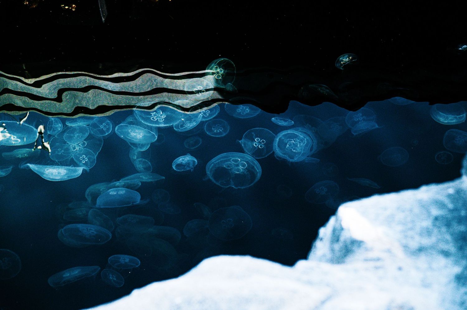Glowing jellyfish float in a dark blue aquarium tank, illuminated by soft blue light.