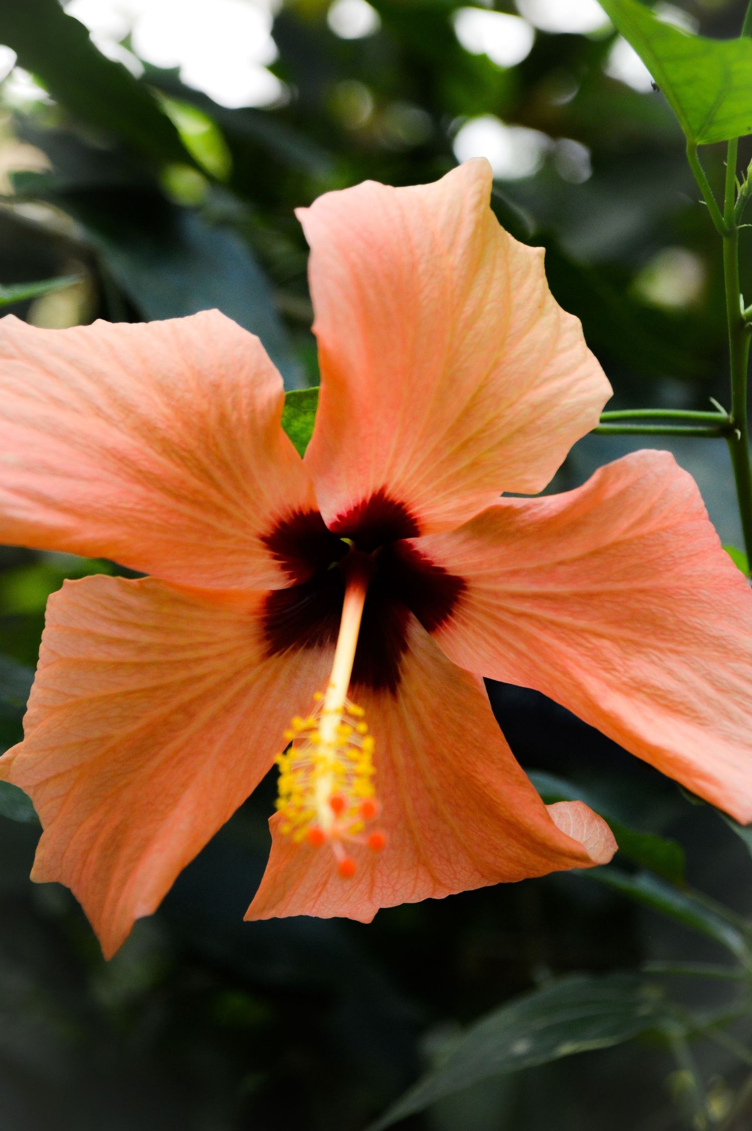Peach-colored hibiscus flowers with dark centers blooming in sequence.