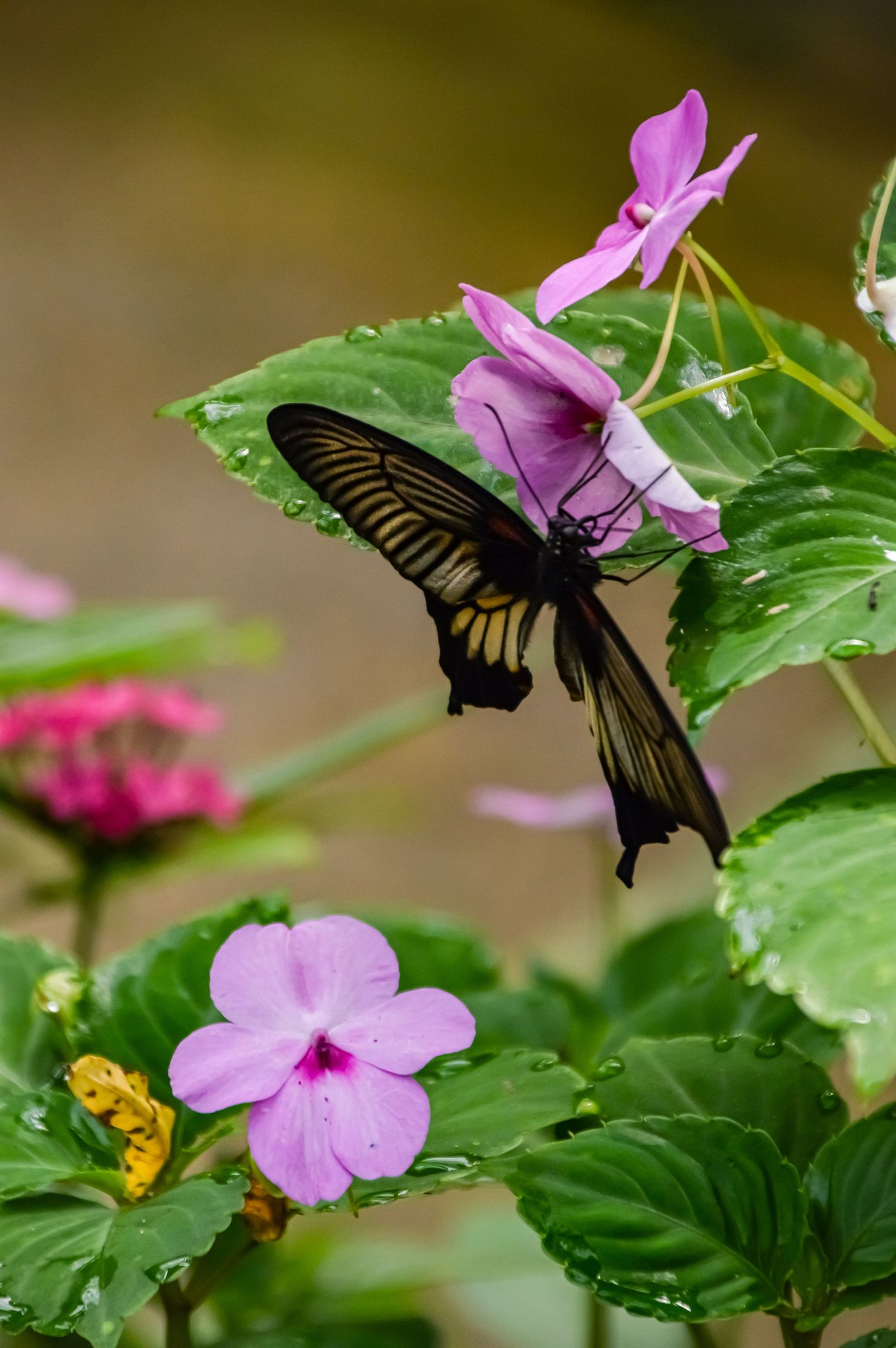 Butterflies with dark wings perch delicately on purple flowers among green foliage.