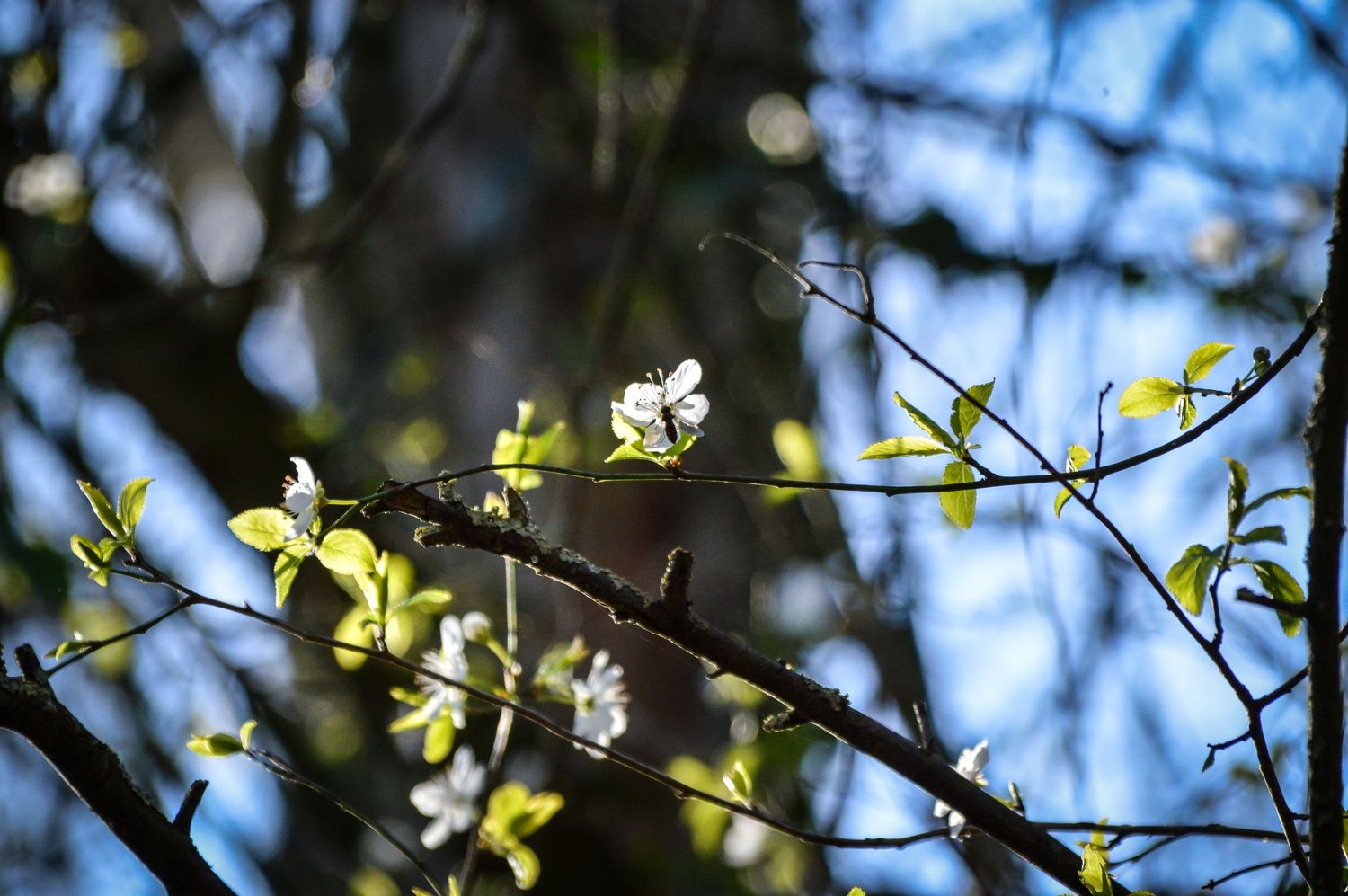 Delicate white cherry blossoms blooming against a bright blue spring sky.