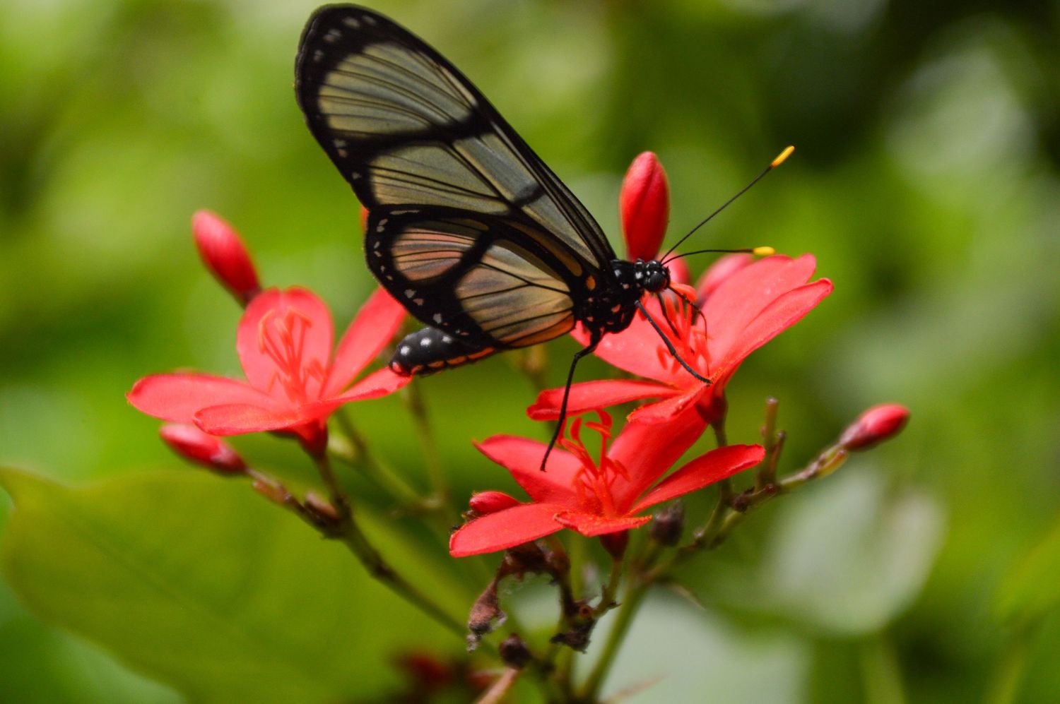 A translucent butterfly rests on coral-colored flowers in a garden.