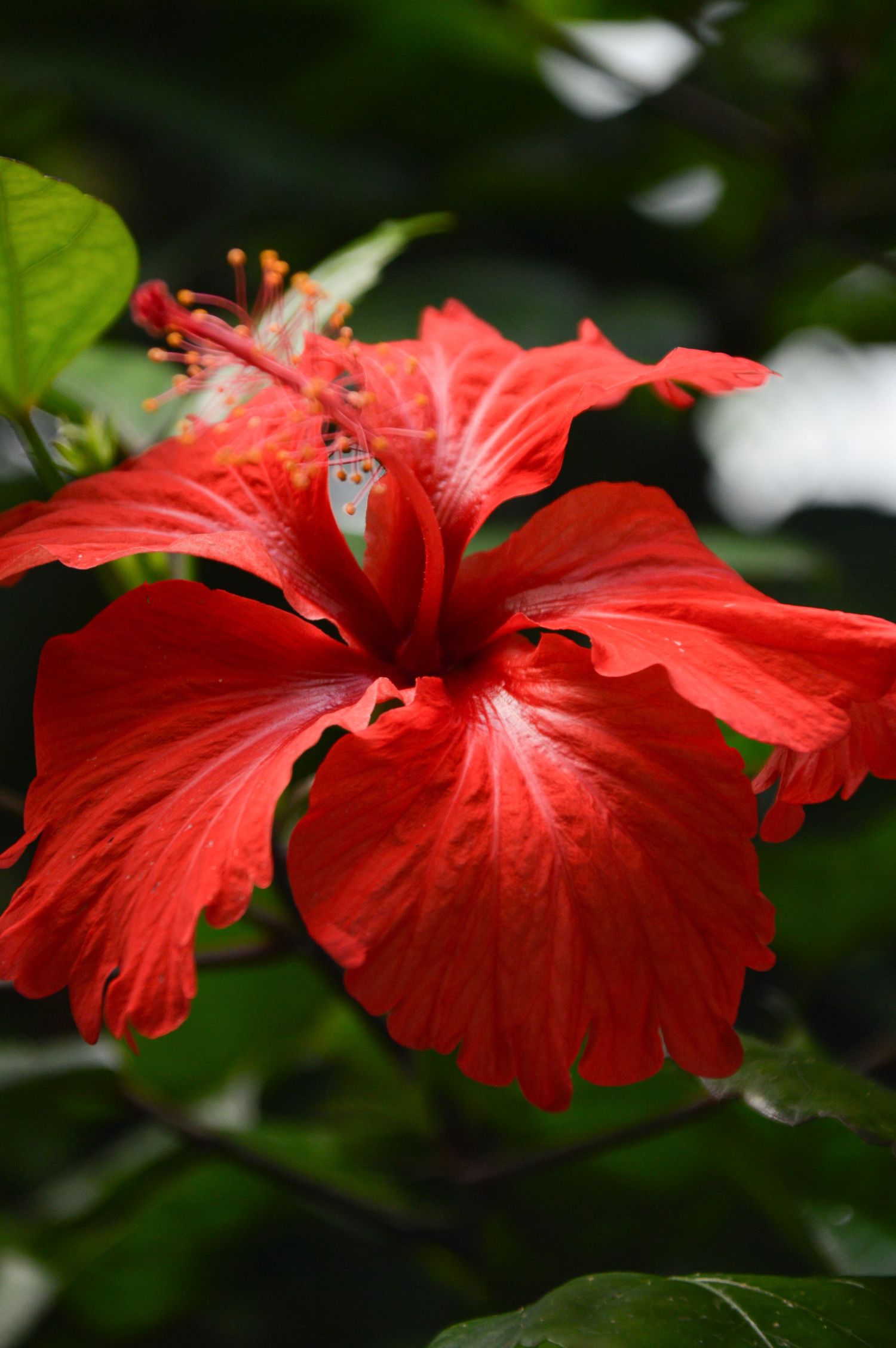 Large red hibiscus flower with ruffled petals and prominent stamen against dark background.