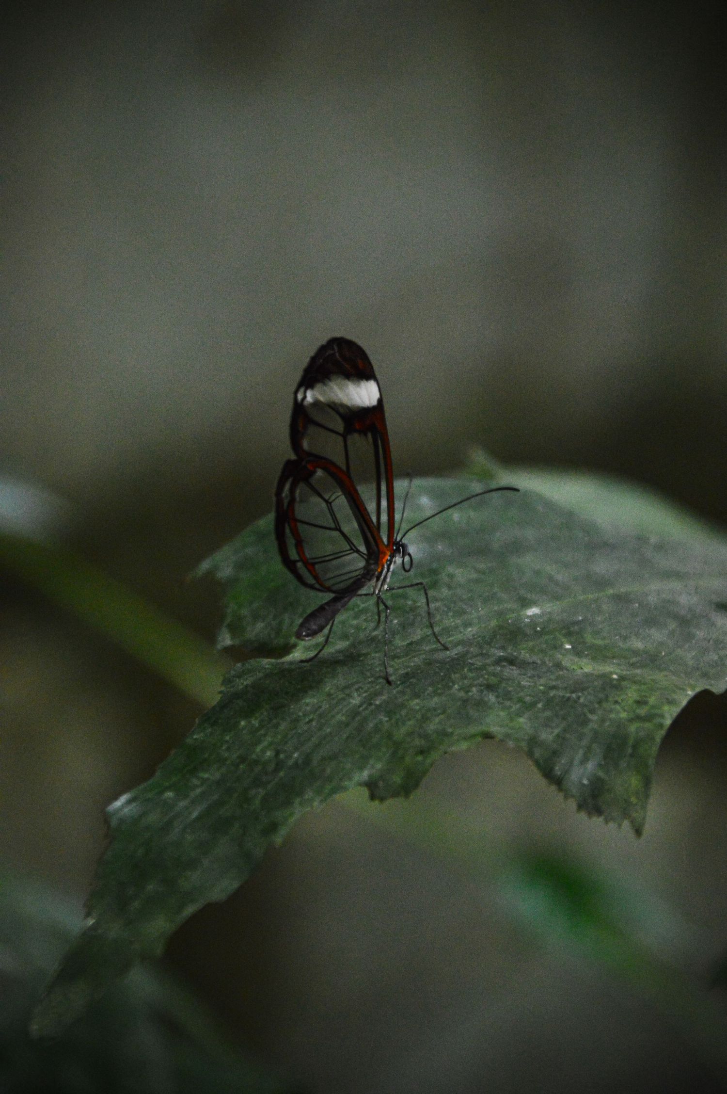 Translucent butterfly resting on a dark green leaf in moody lighting.