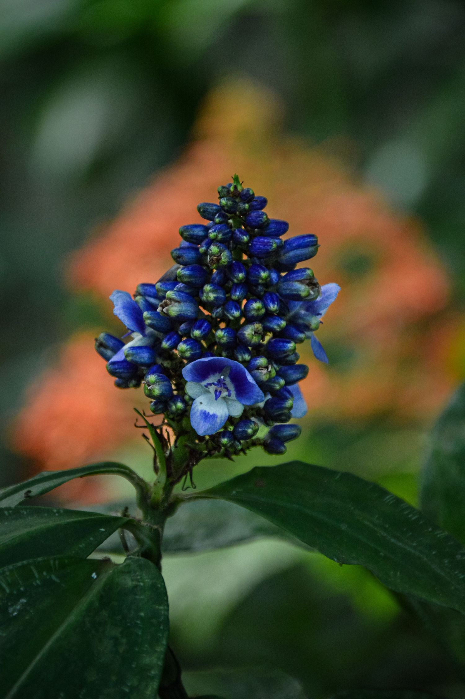 Cluster of deep blue bell-shaped flowers on dark green plant with orange background.