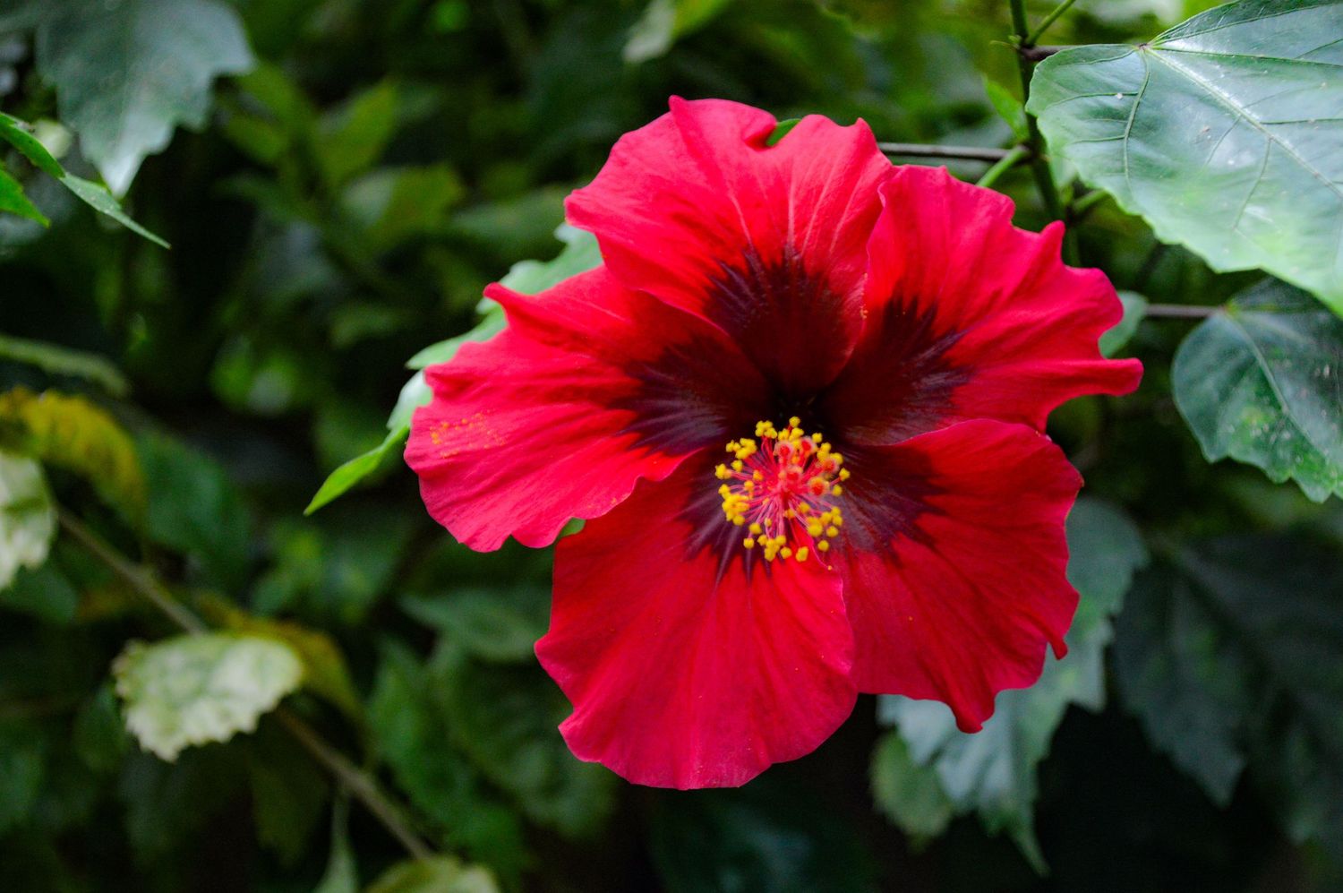 Vibrant red hibiscus flower with dark center and yellow stamen against green foliage background.