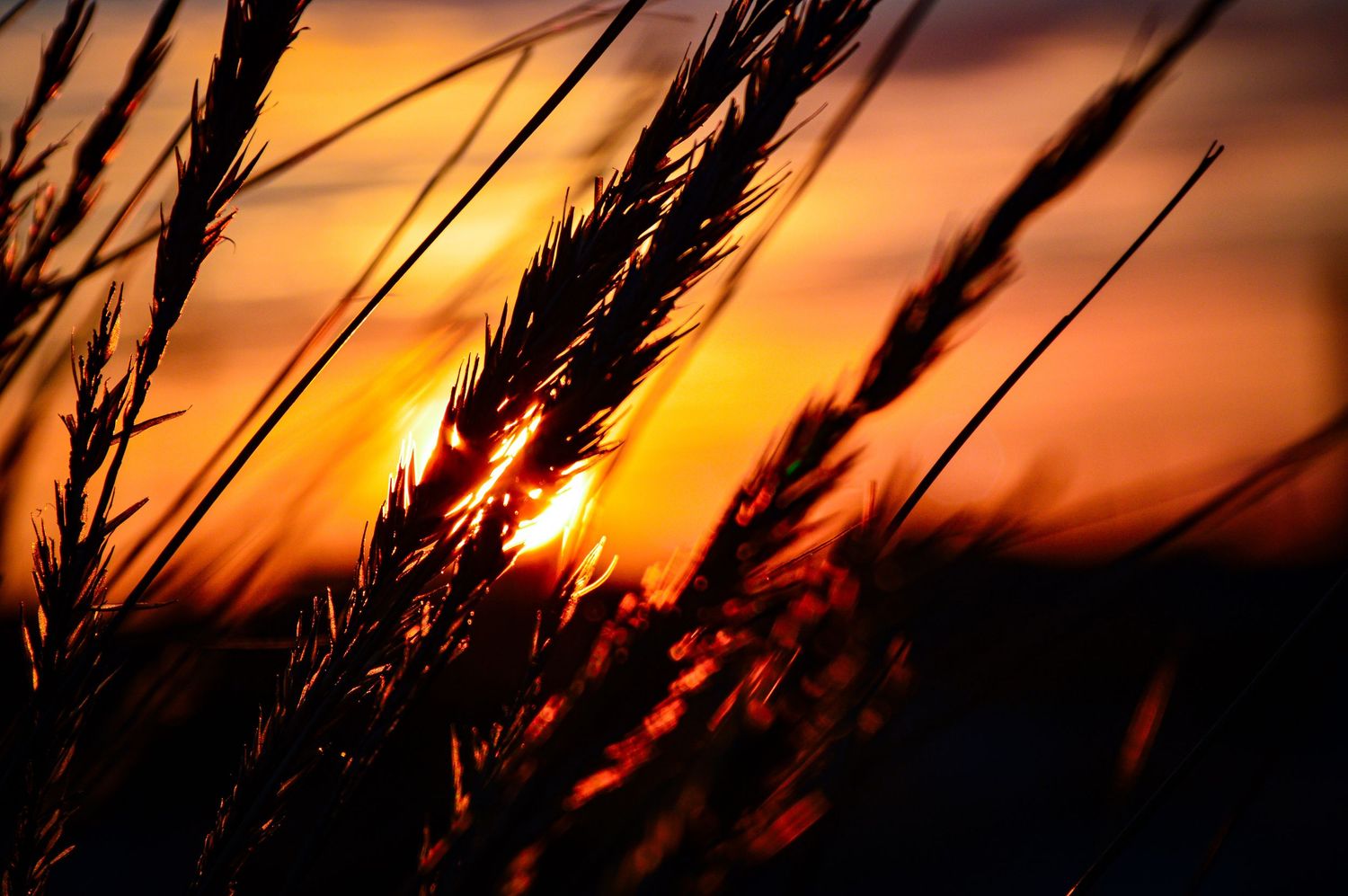 Beach grass silhouettes against glowing orange sky during sunset.