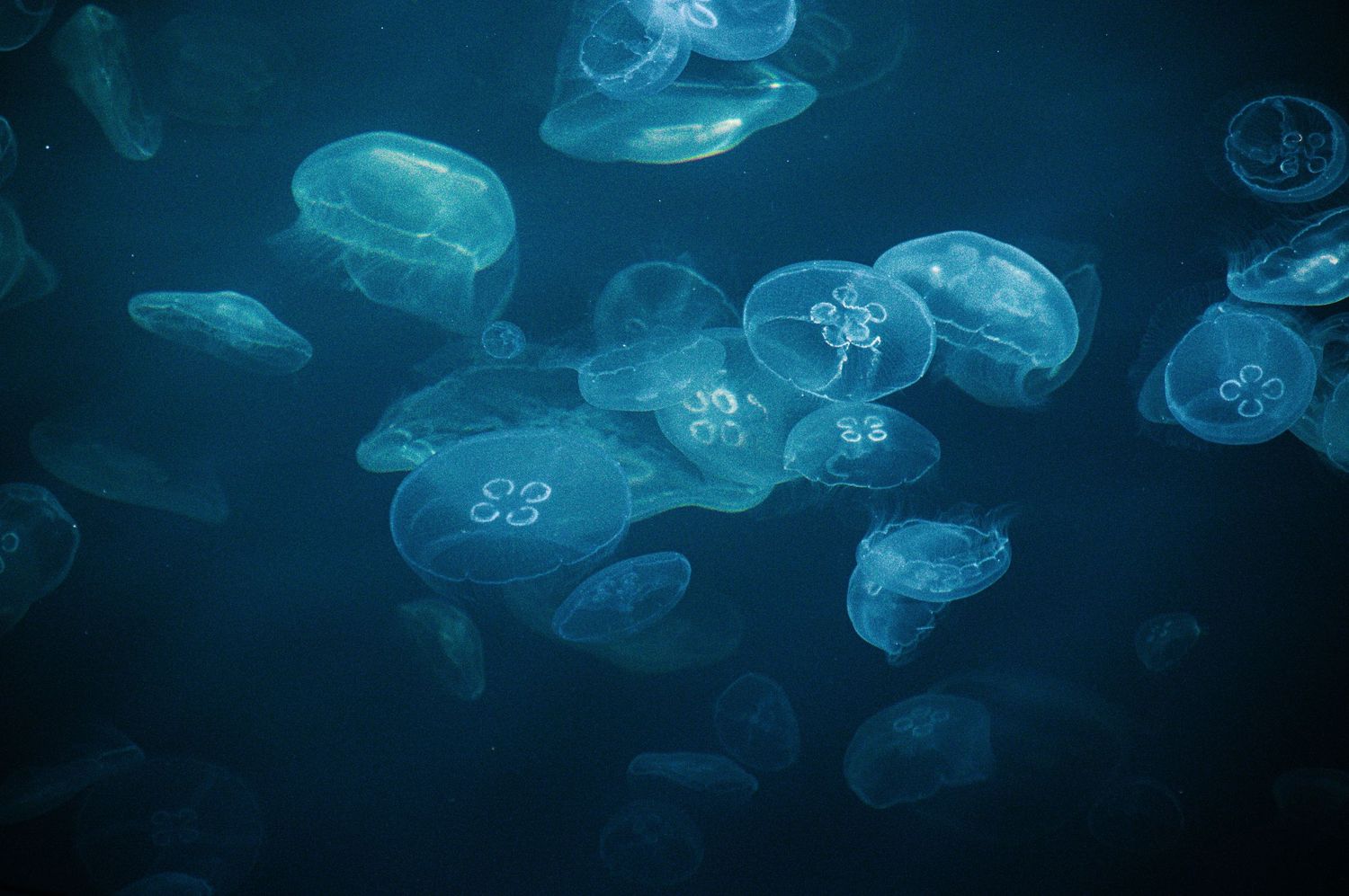 A group of translucent moon jellyfish glowing in deep blue ocean water.