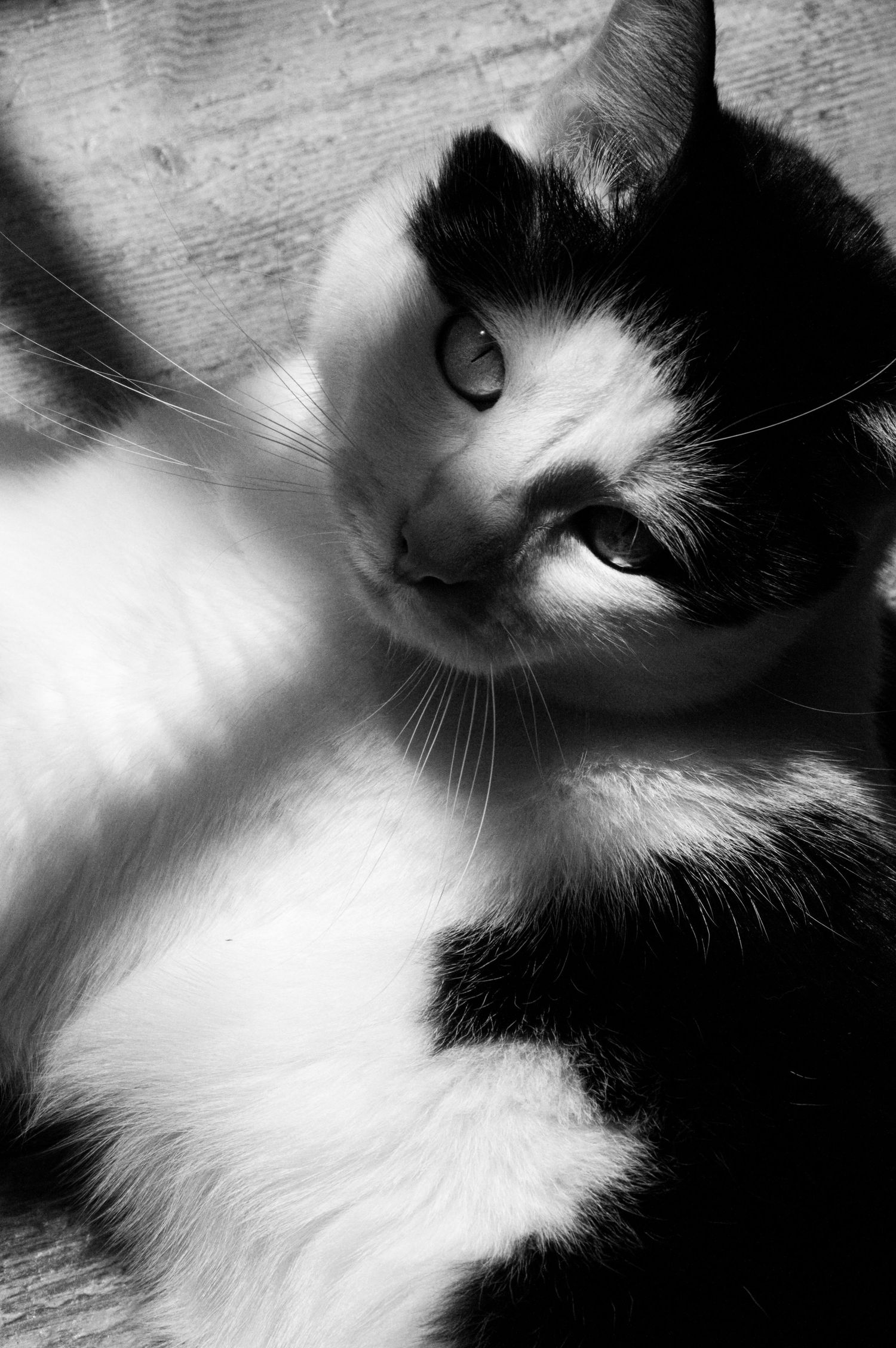 Black and white photo of a tuxedo cat gazing upward with bright eyes, long whiskers, and soft fur in dramatic lighting.