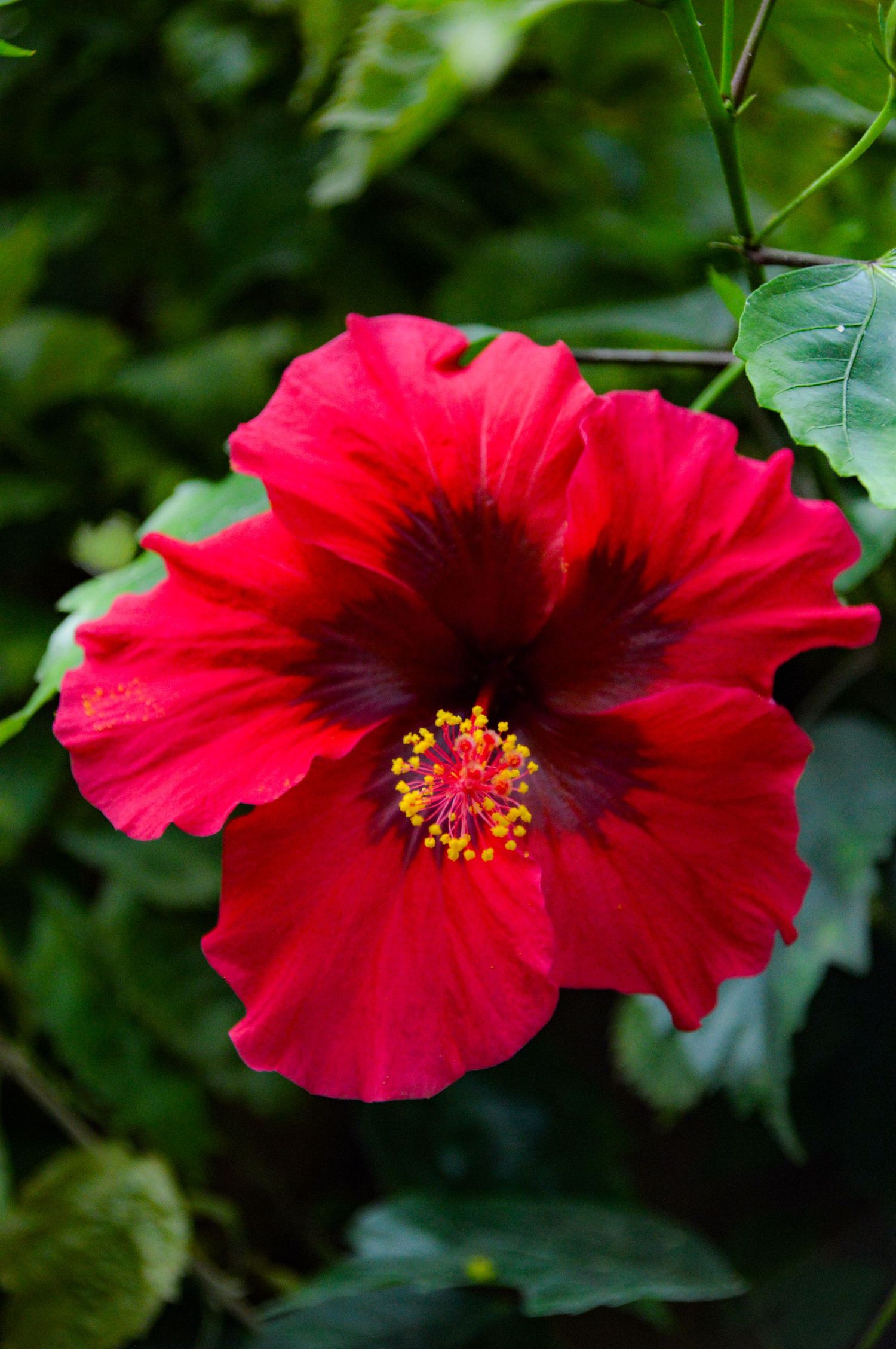 Vibrant red hibiscus flower with dark center and yellow stamens in full bloom.