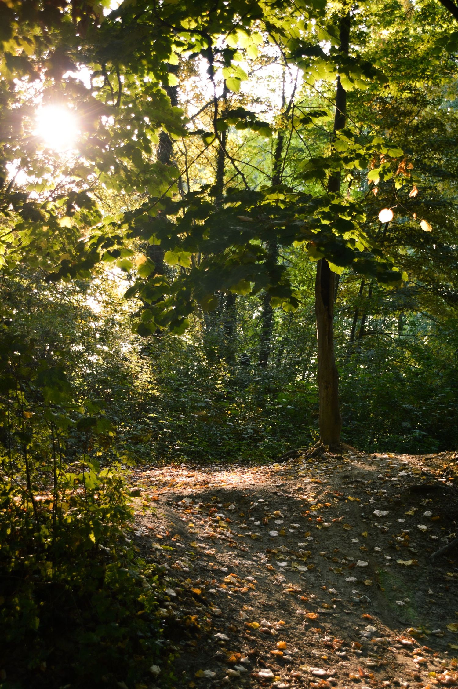 Sunlight streams through green forest canopy illuminating fallen autumn leaves on a wooded path.