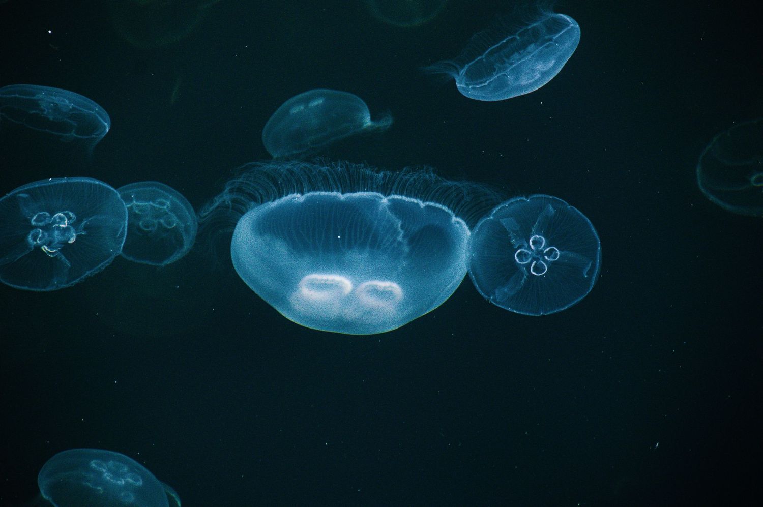 Glowing moon jellyfish float gracefully in dark blue ocean water, their translucent bells illuminated with bioluminescent light.
