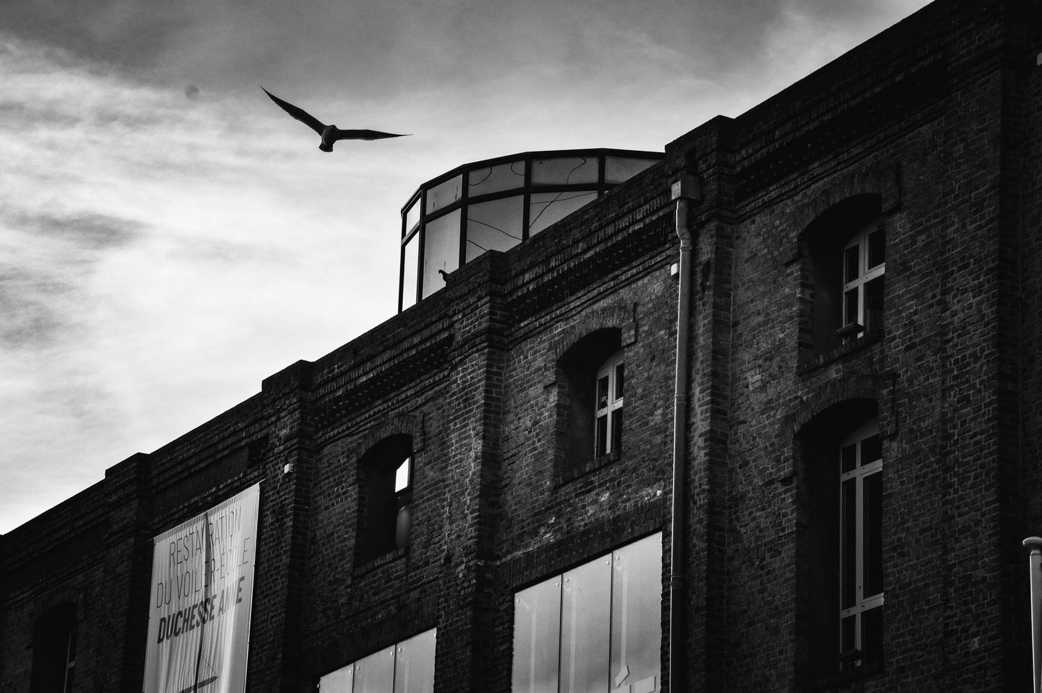 Silhouette of birds flying past dark industrial buildings under moody sky.