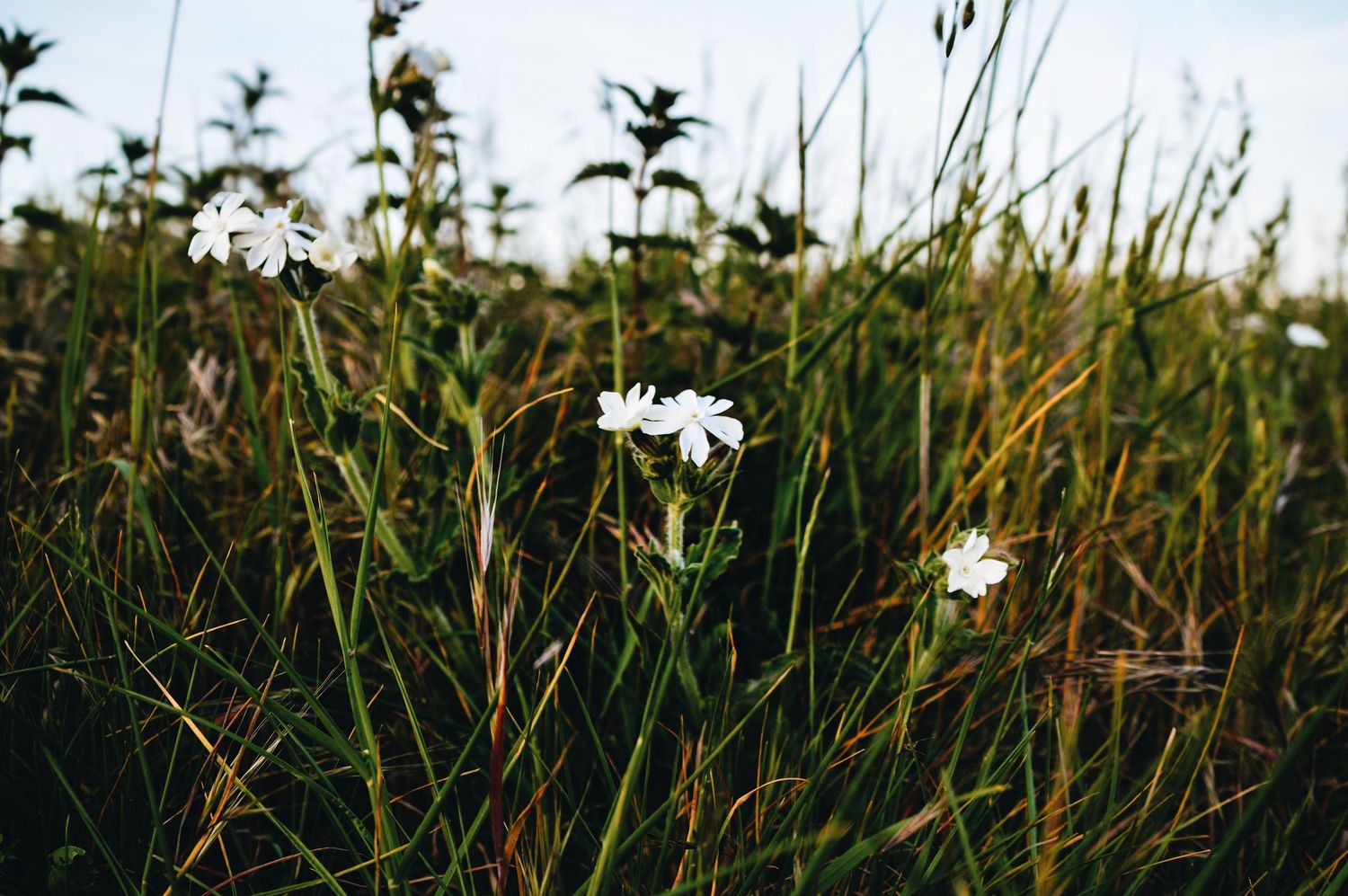 Silhouettes of wildflowers and plants against a bright sky in panoramic format.