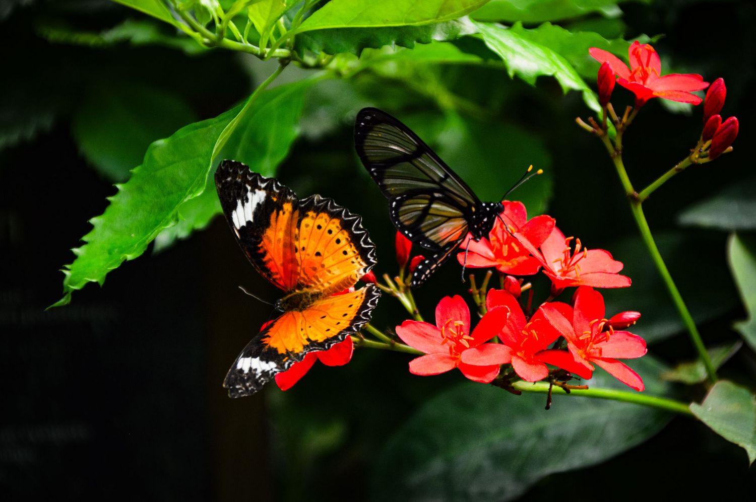Vibrant orange and black butterflies feed on red tropical flowers in a garden setting.