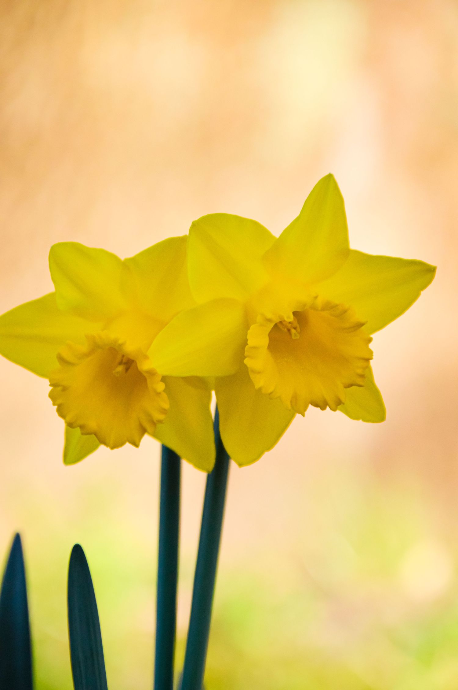 Row of bright yellow daffodils blooming against a soft peach-colored background.