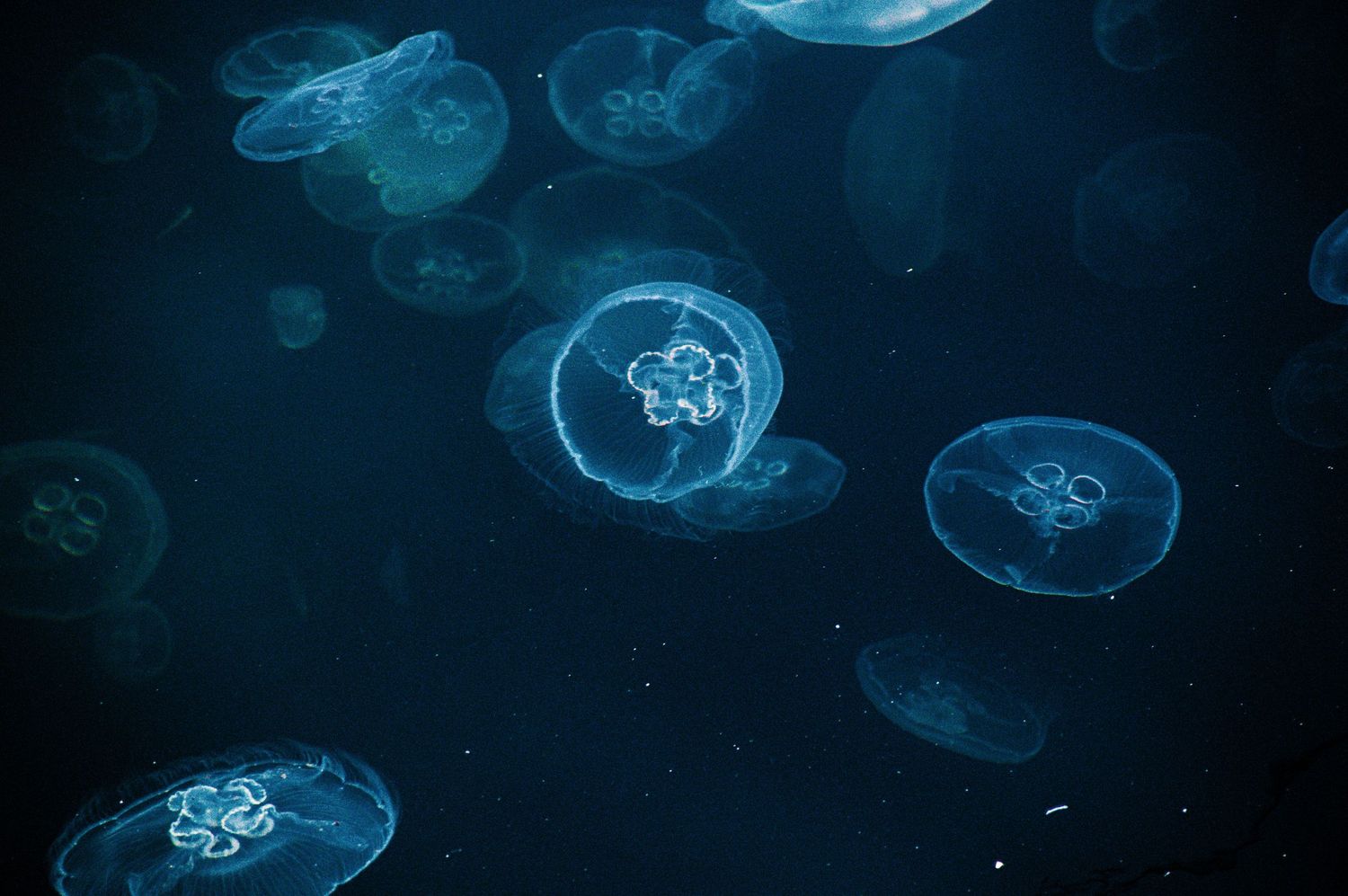 Glowing blue moon jellyfish floating gracefully in dark ocean water, illuminated by bioluminescent light.