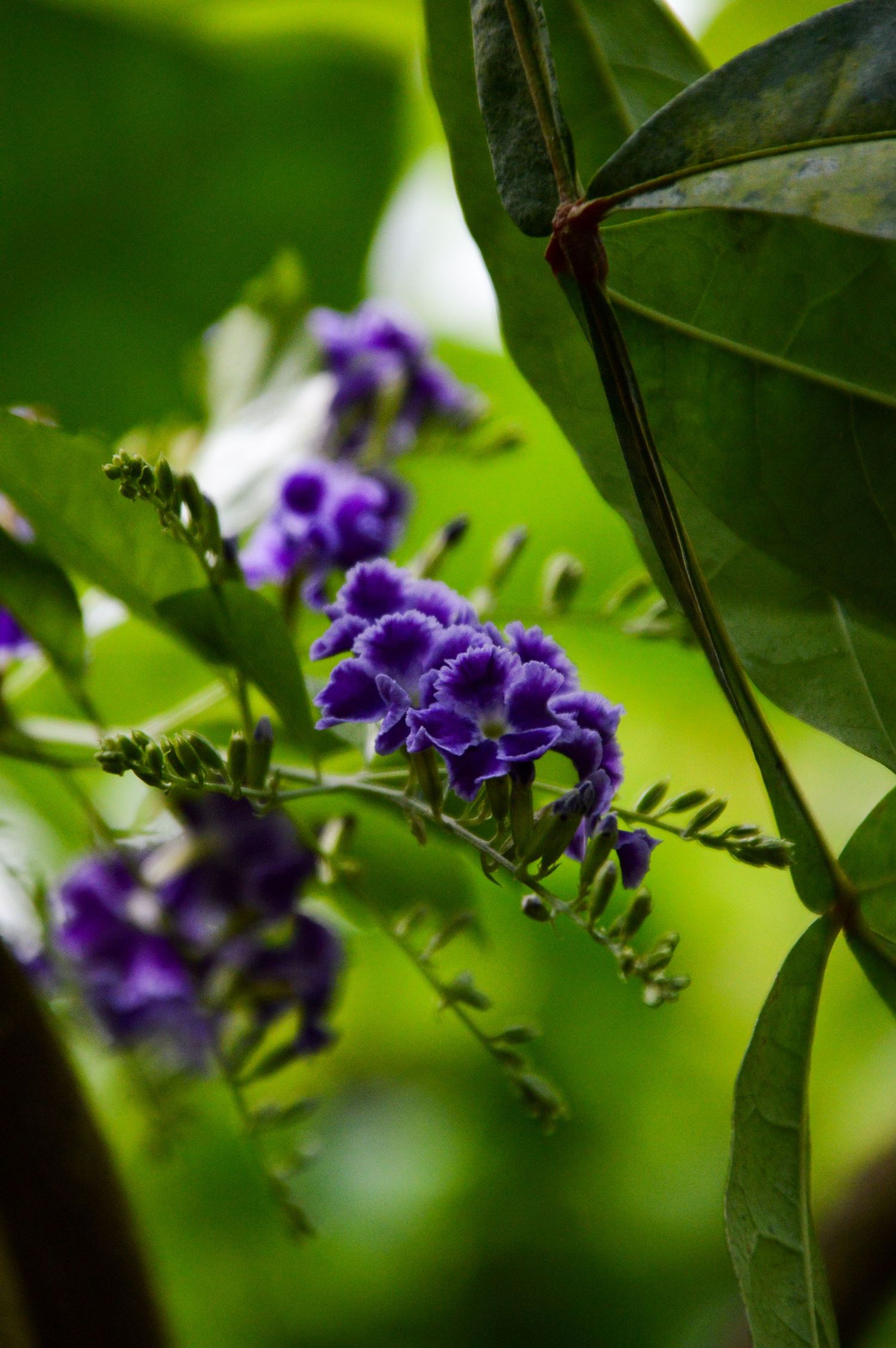 Purple flowers bloom against lush green foliage in a garden setting.