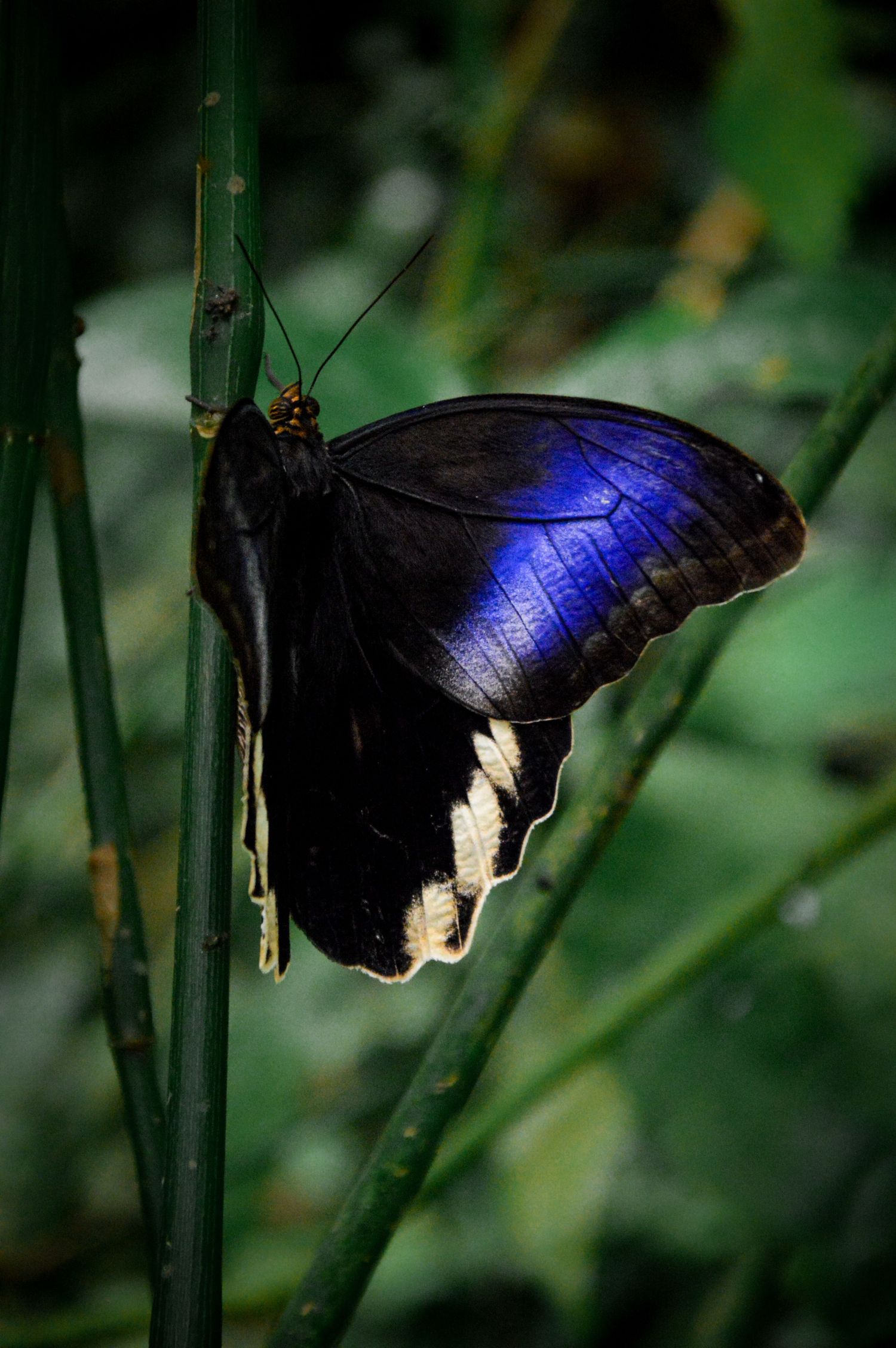 Black and iridescent blue butterfly perched on green stem with blurred natural background.