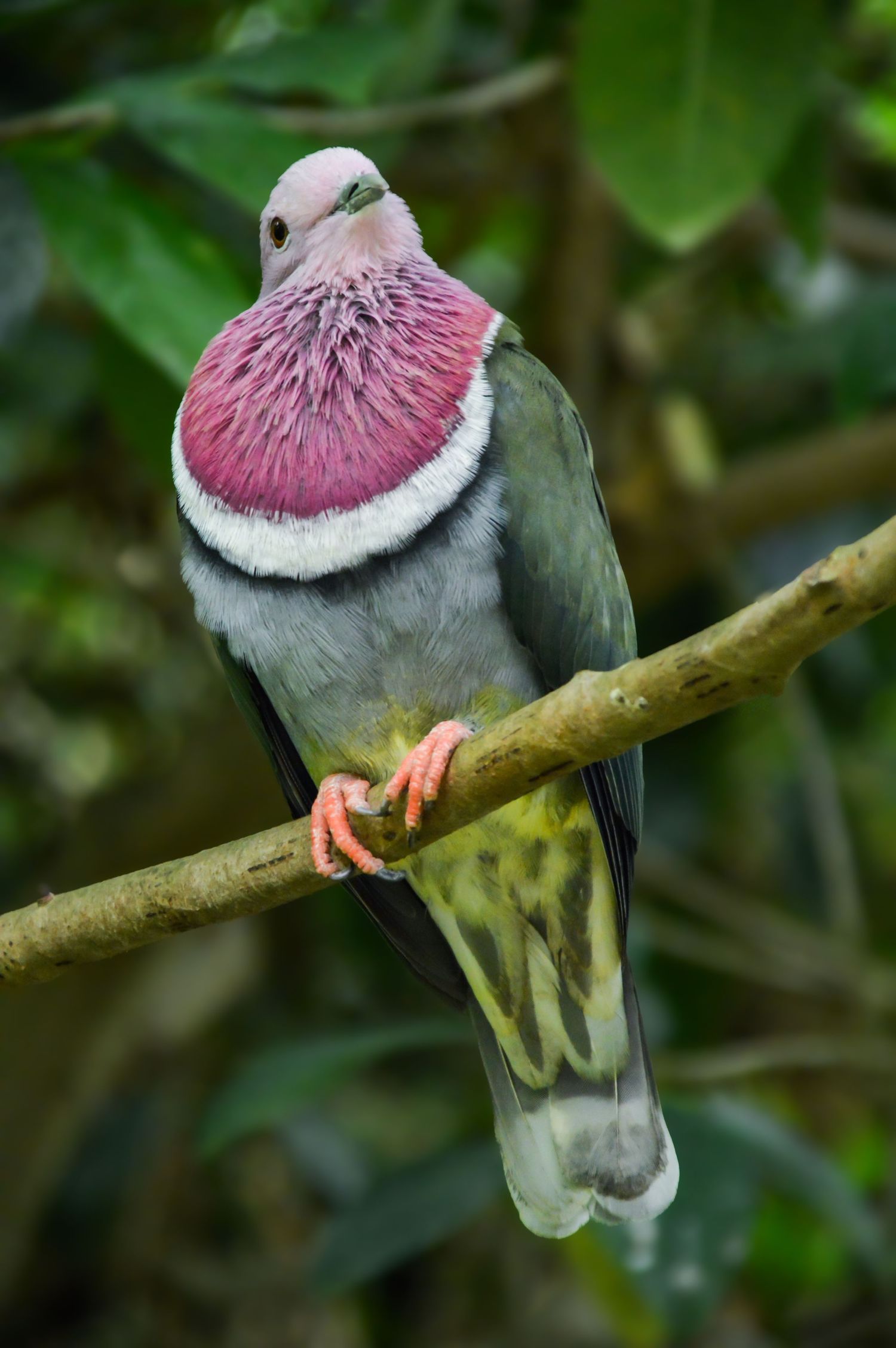 Rose-crowned fruit dove perched on branch displaying its distinctive pink and grey plumage.